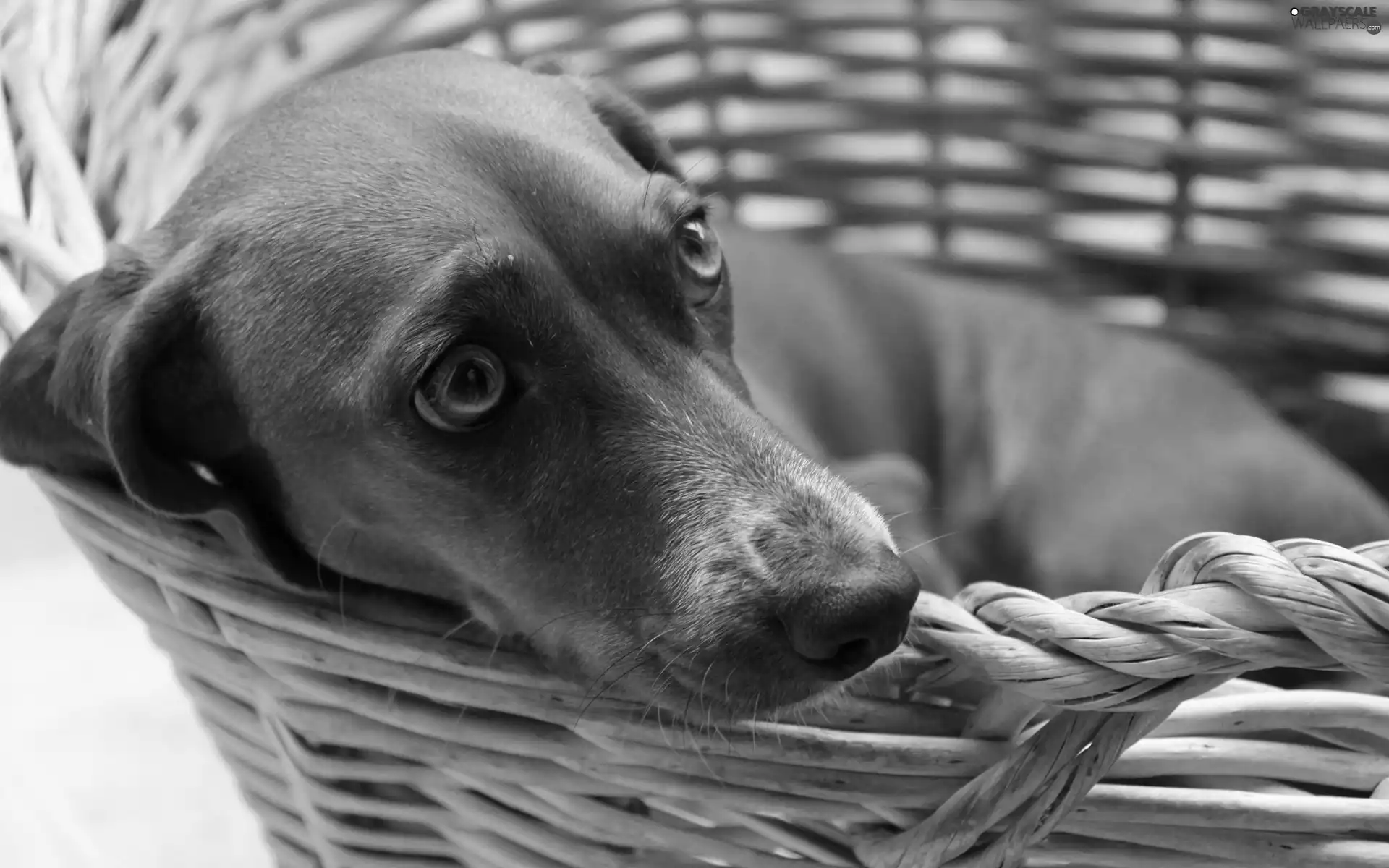 wicker, ginger, dachshund, basket