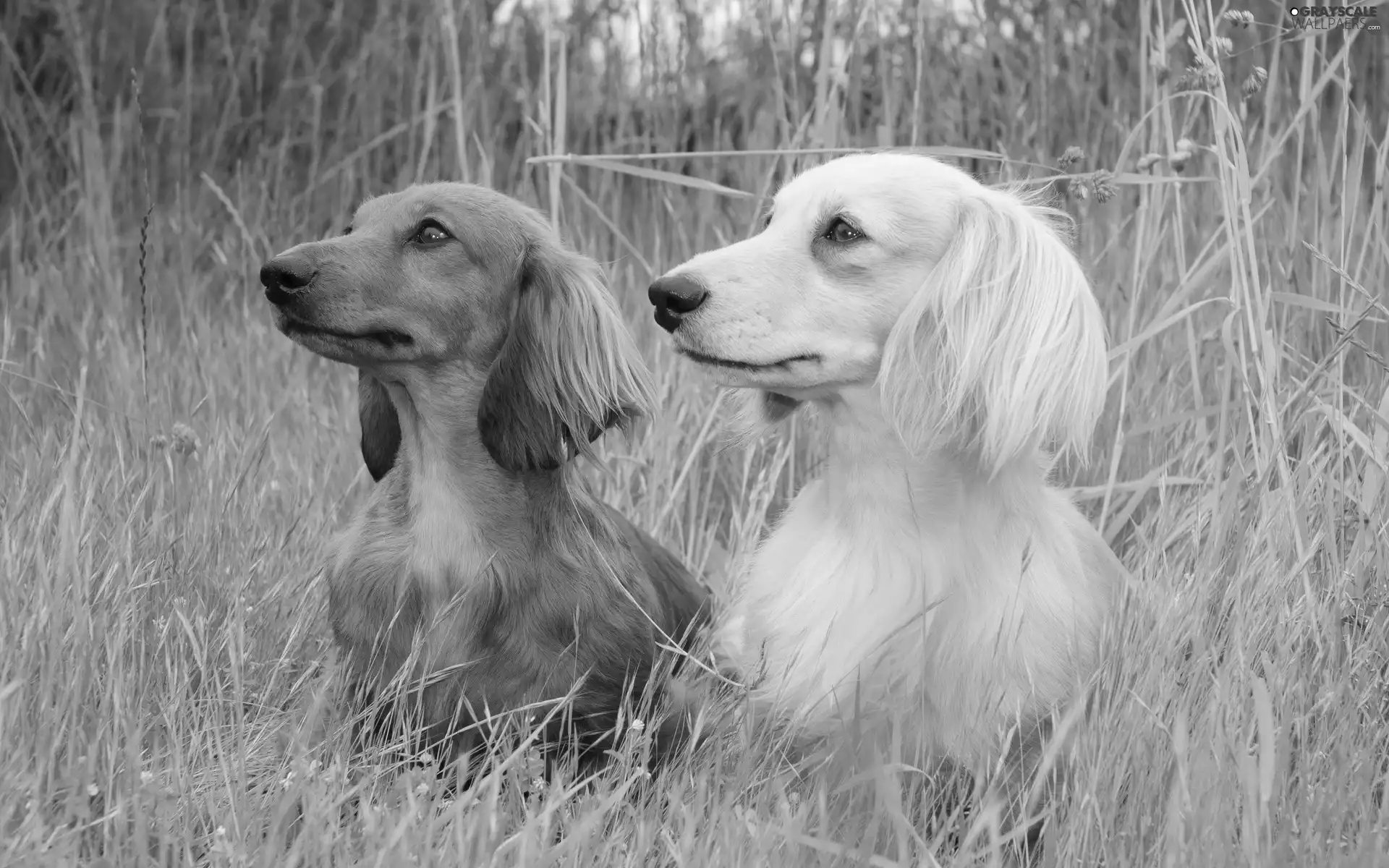 grass, Two cars, dachshunds