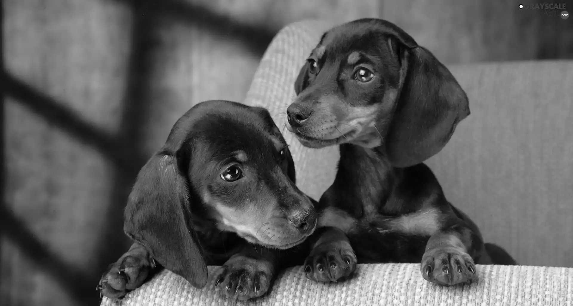 Sofa, Two cars, dachshunds