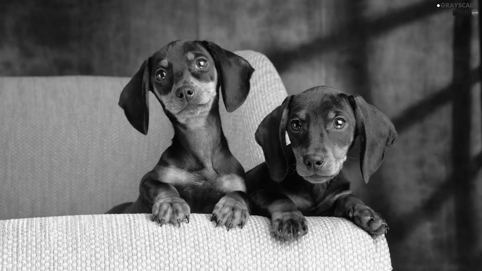 Sofa, Two cars, dachshunds