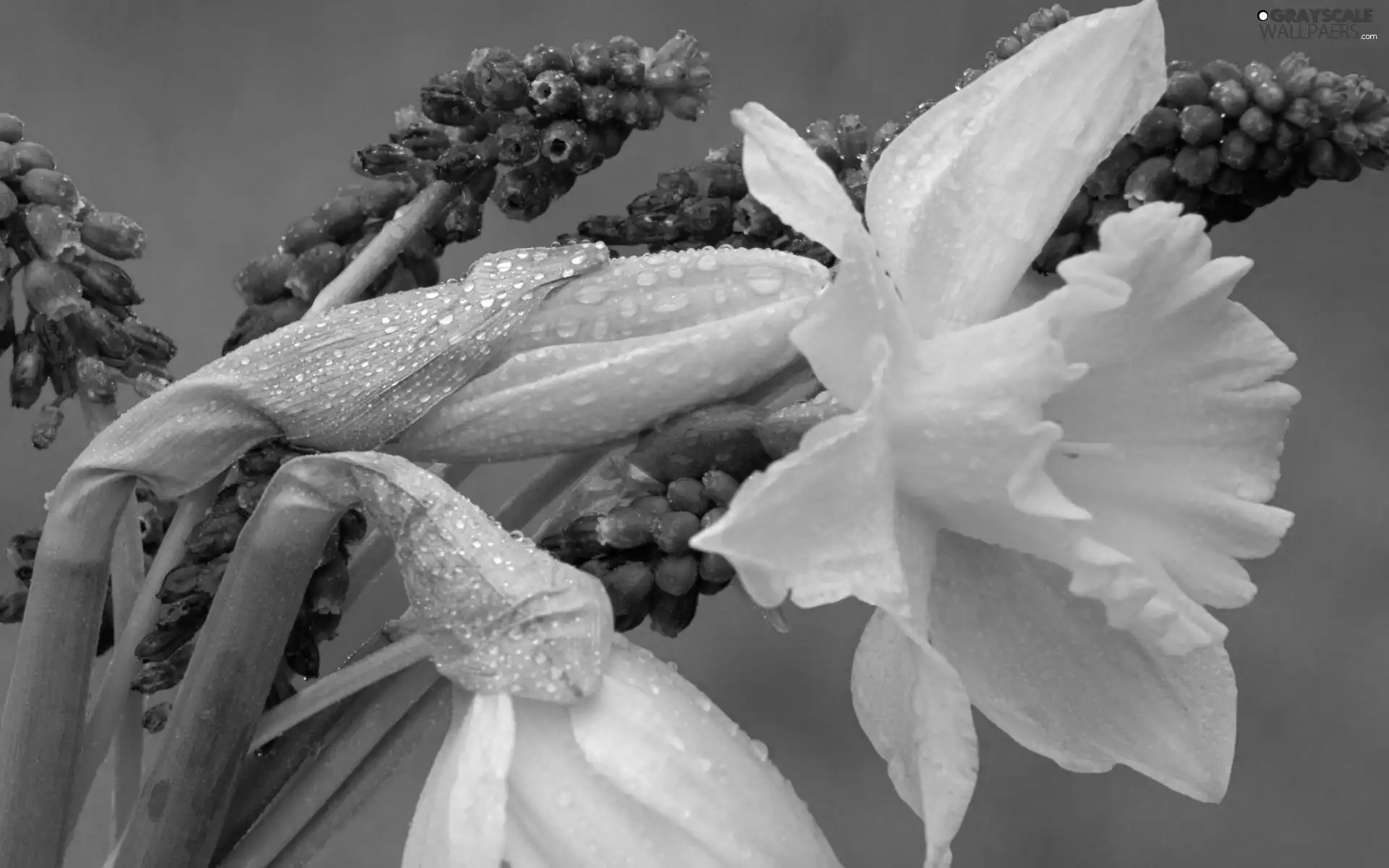 Daffodils