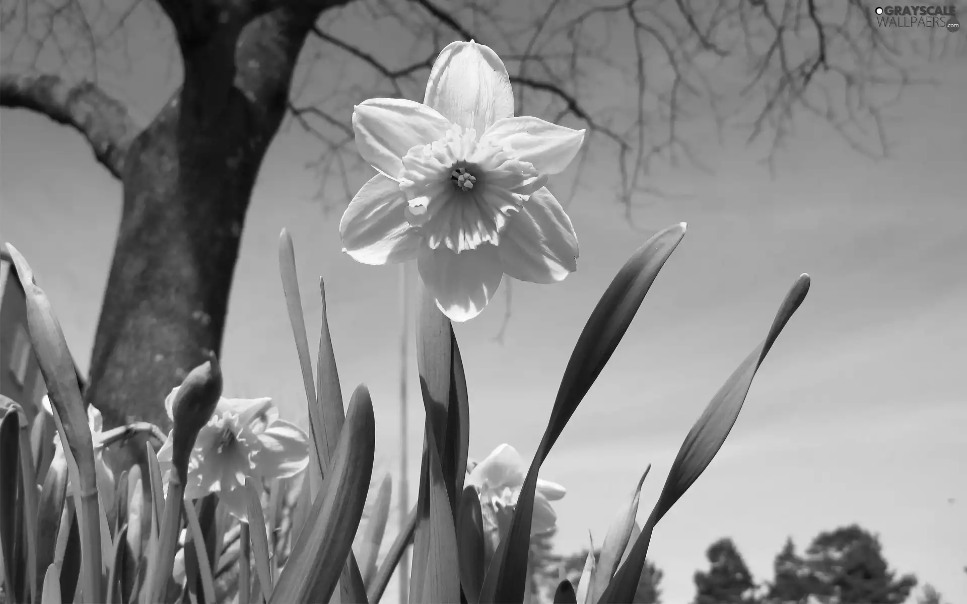 Daffodils