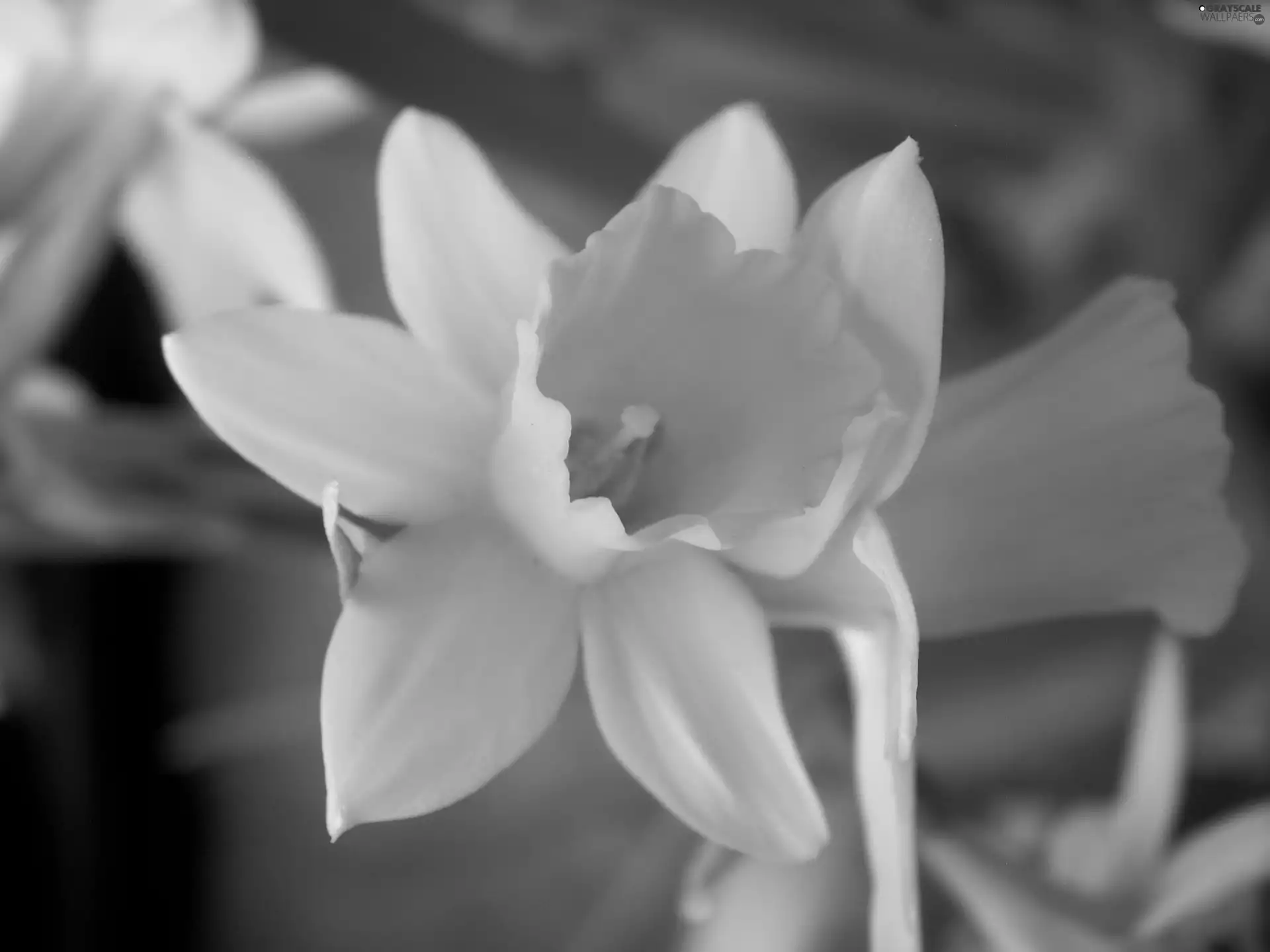 Daffodils