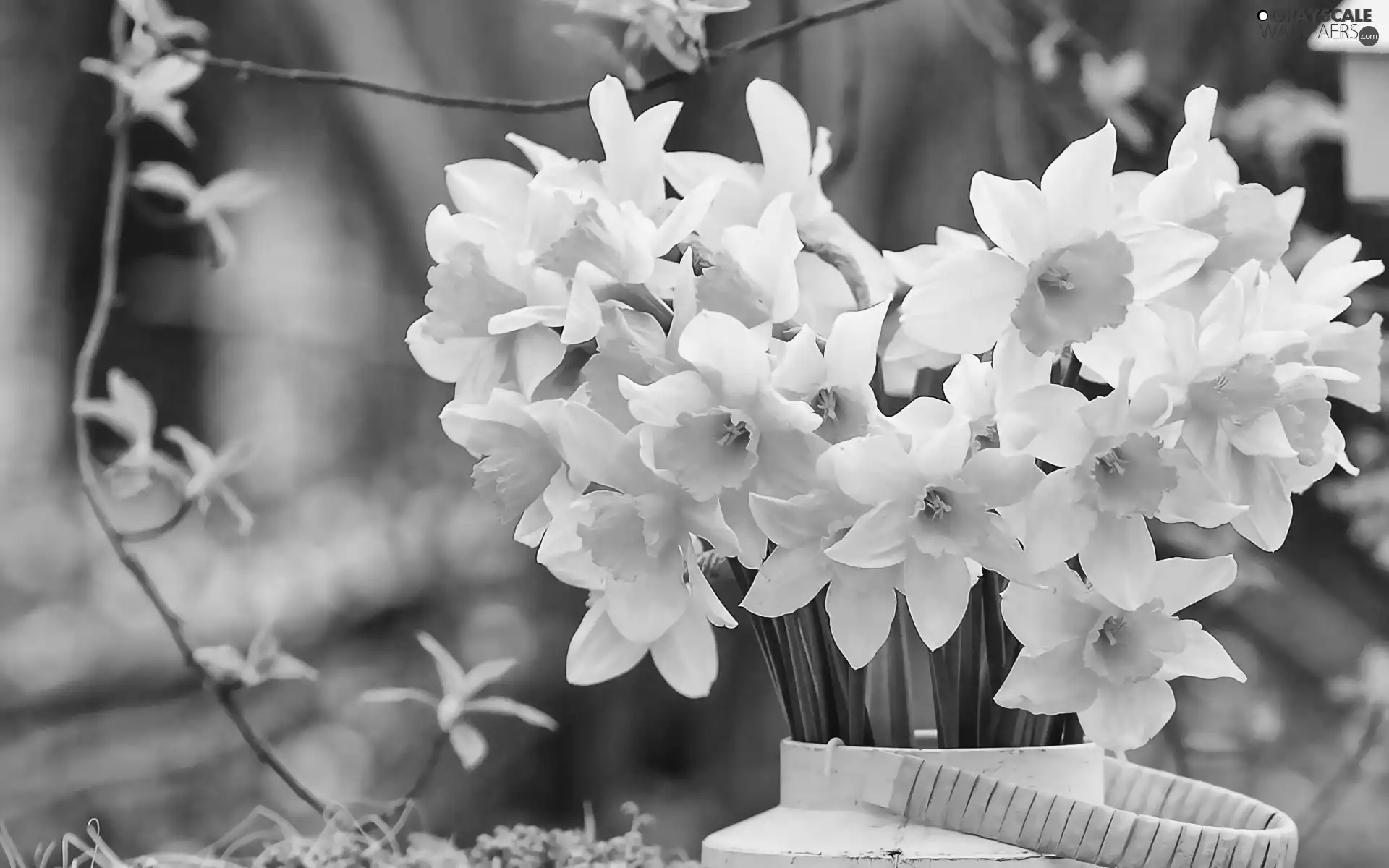 Flowers, Yellow, bouquet, Daffodils