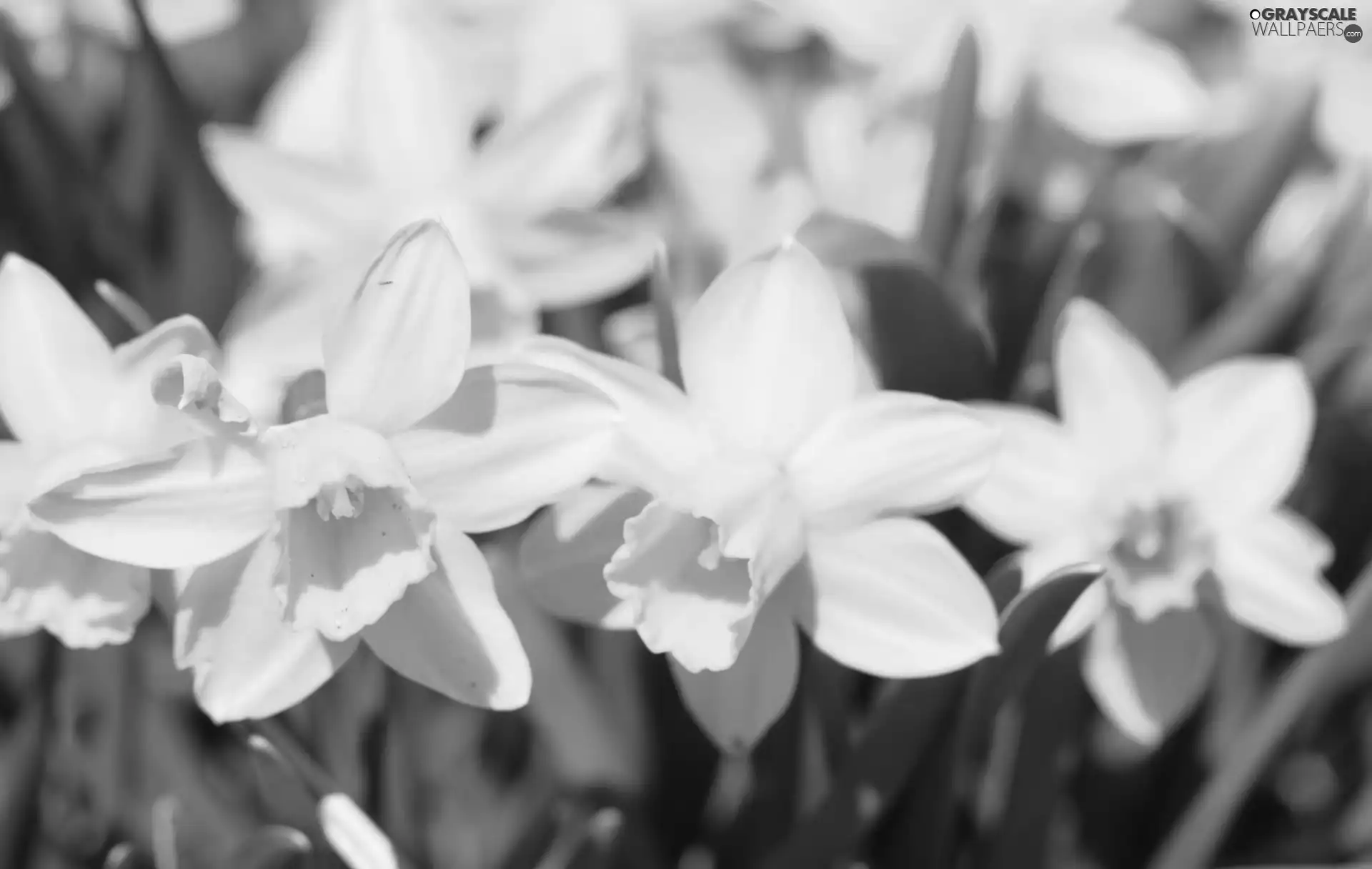 many, daffodils