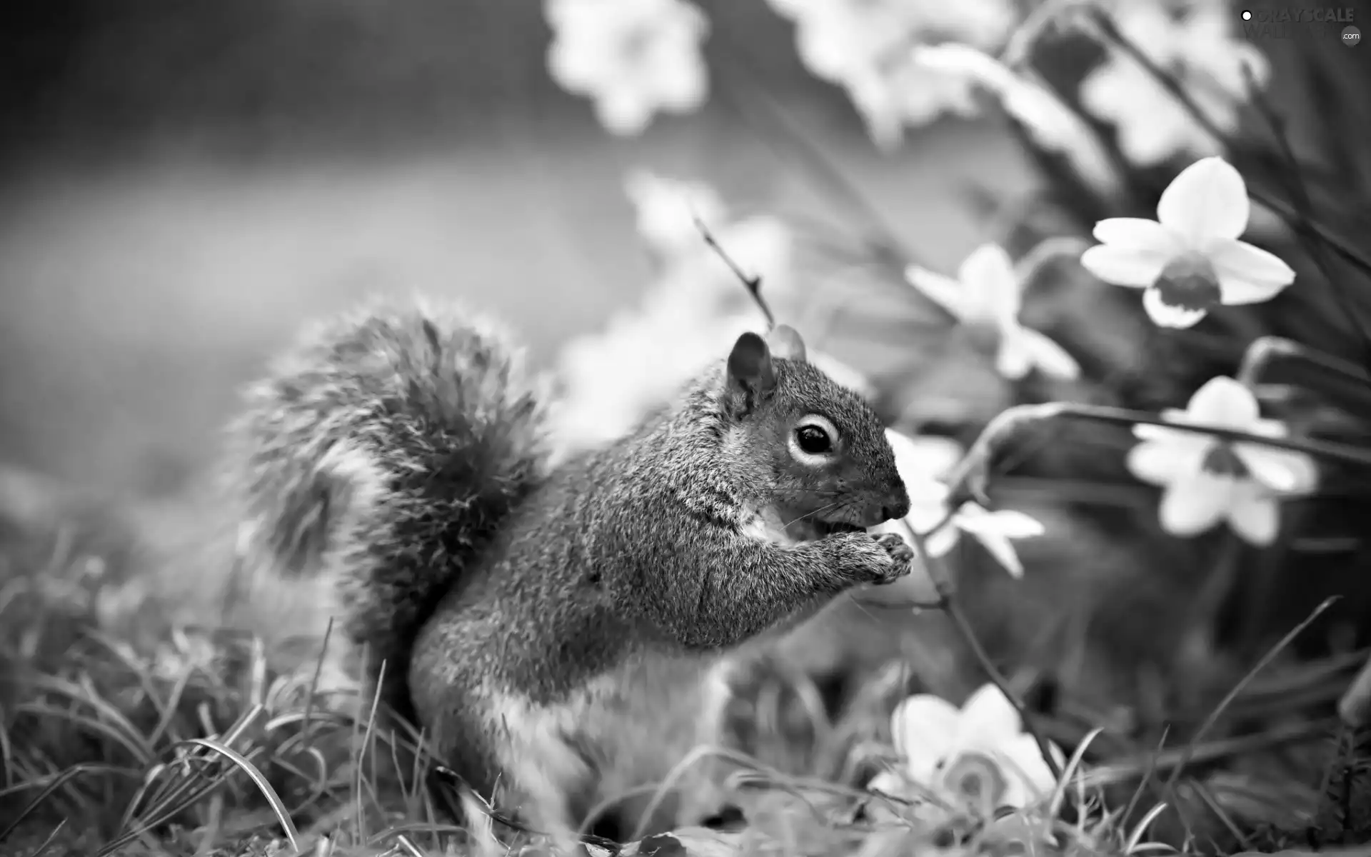 squirrel, Daffodils