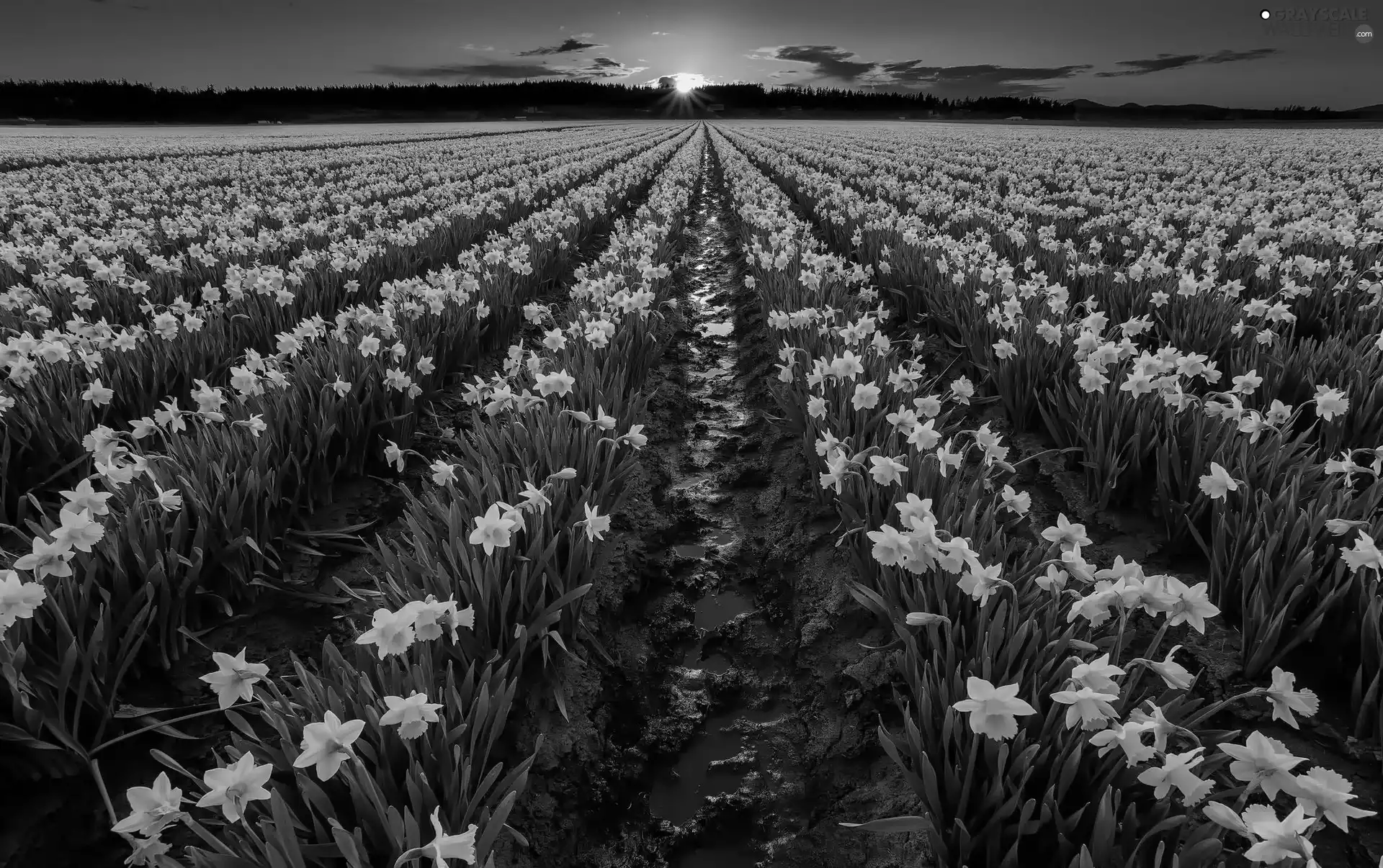 Daffodils, west, sun