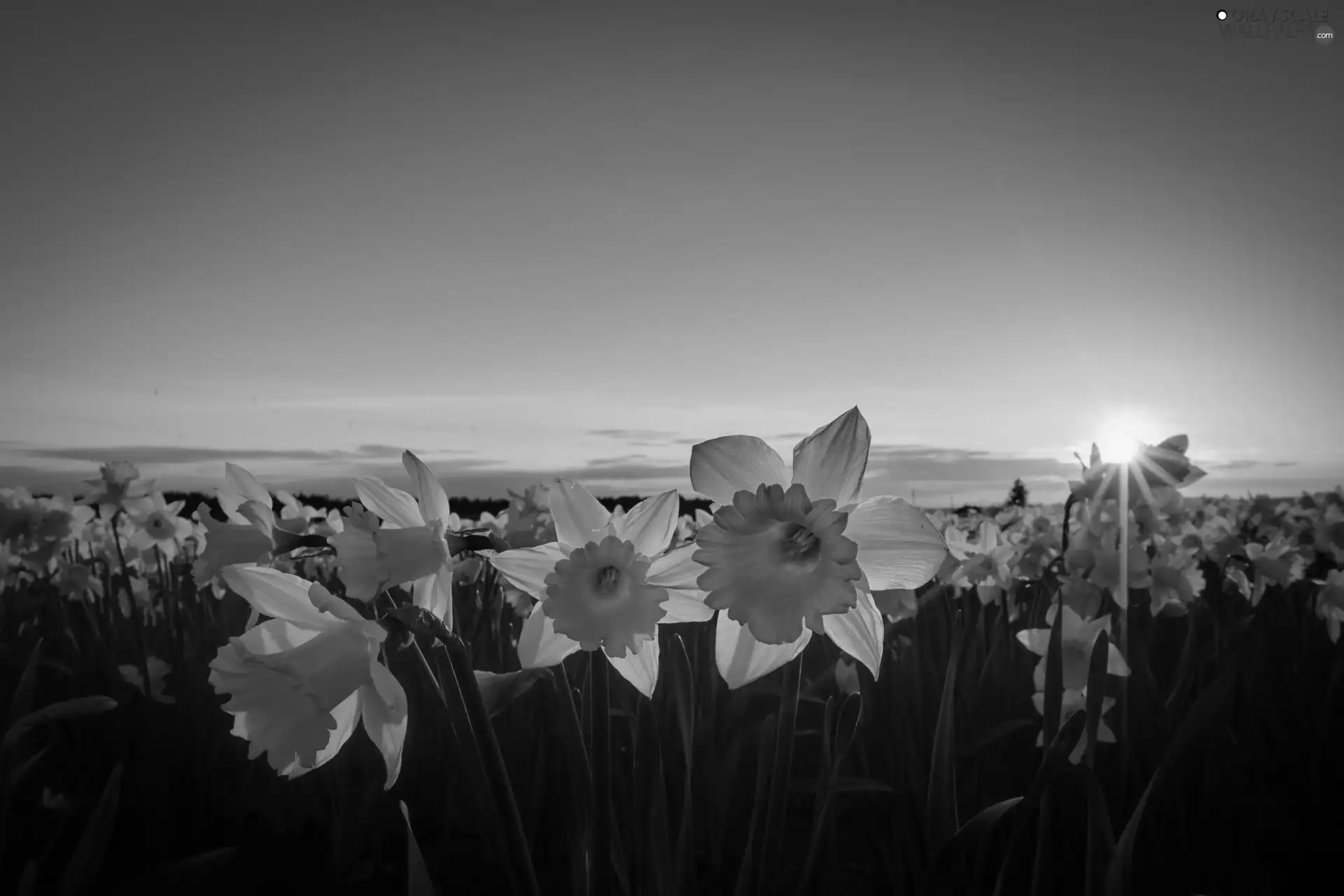 Daffodils, west, sun