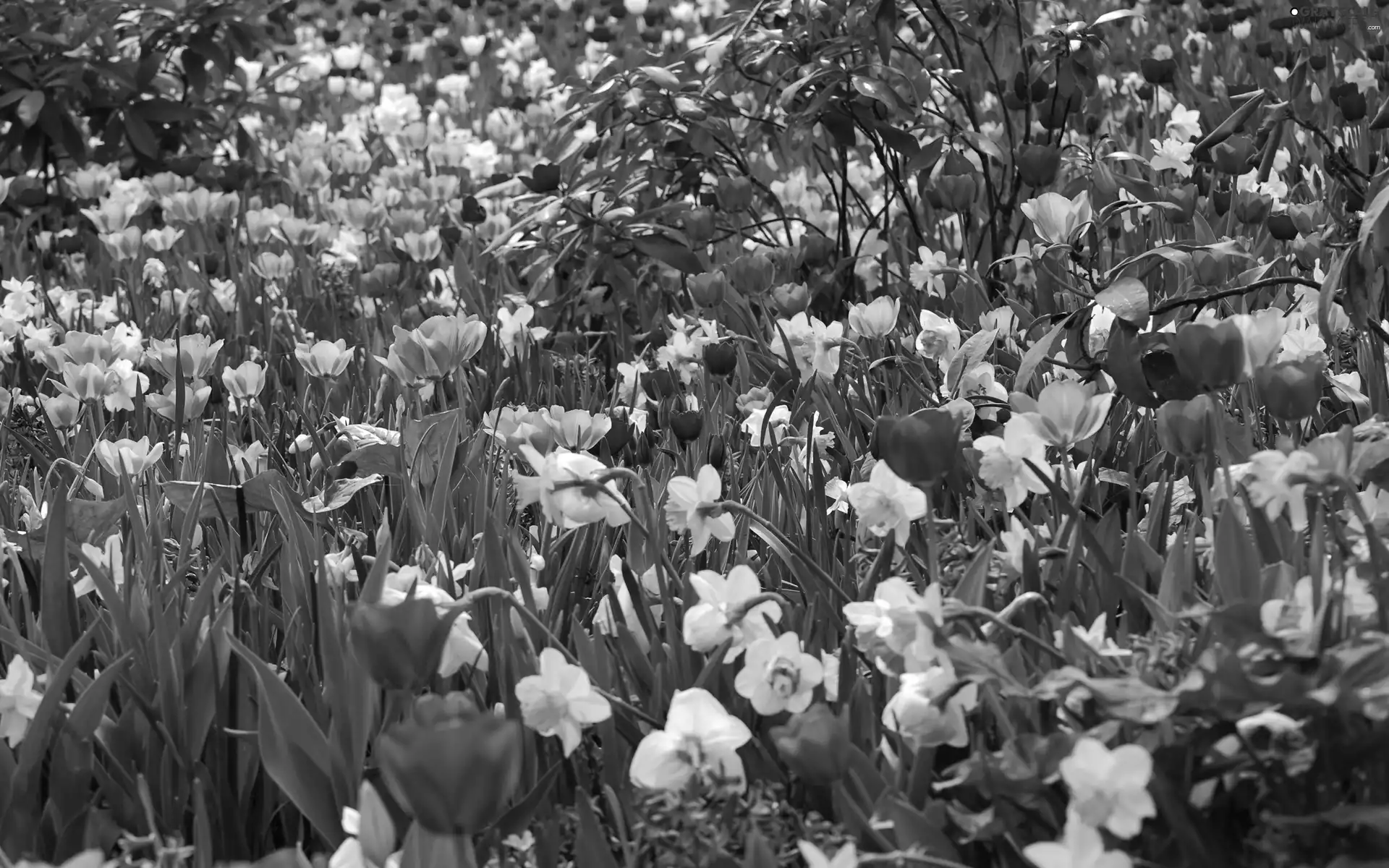 Daffodils, color, Tulips