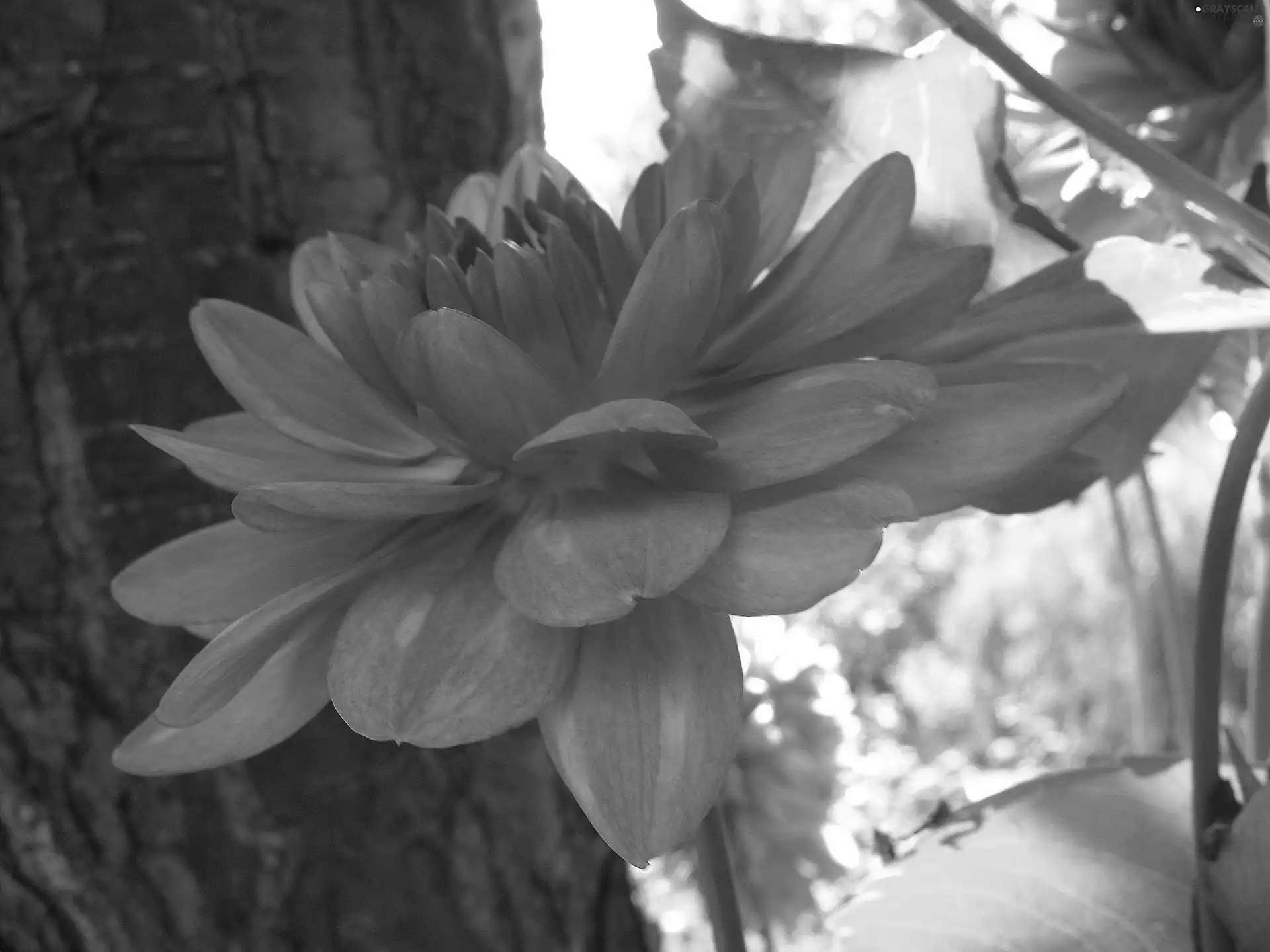 dahlia