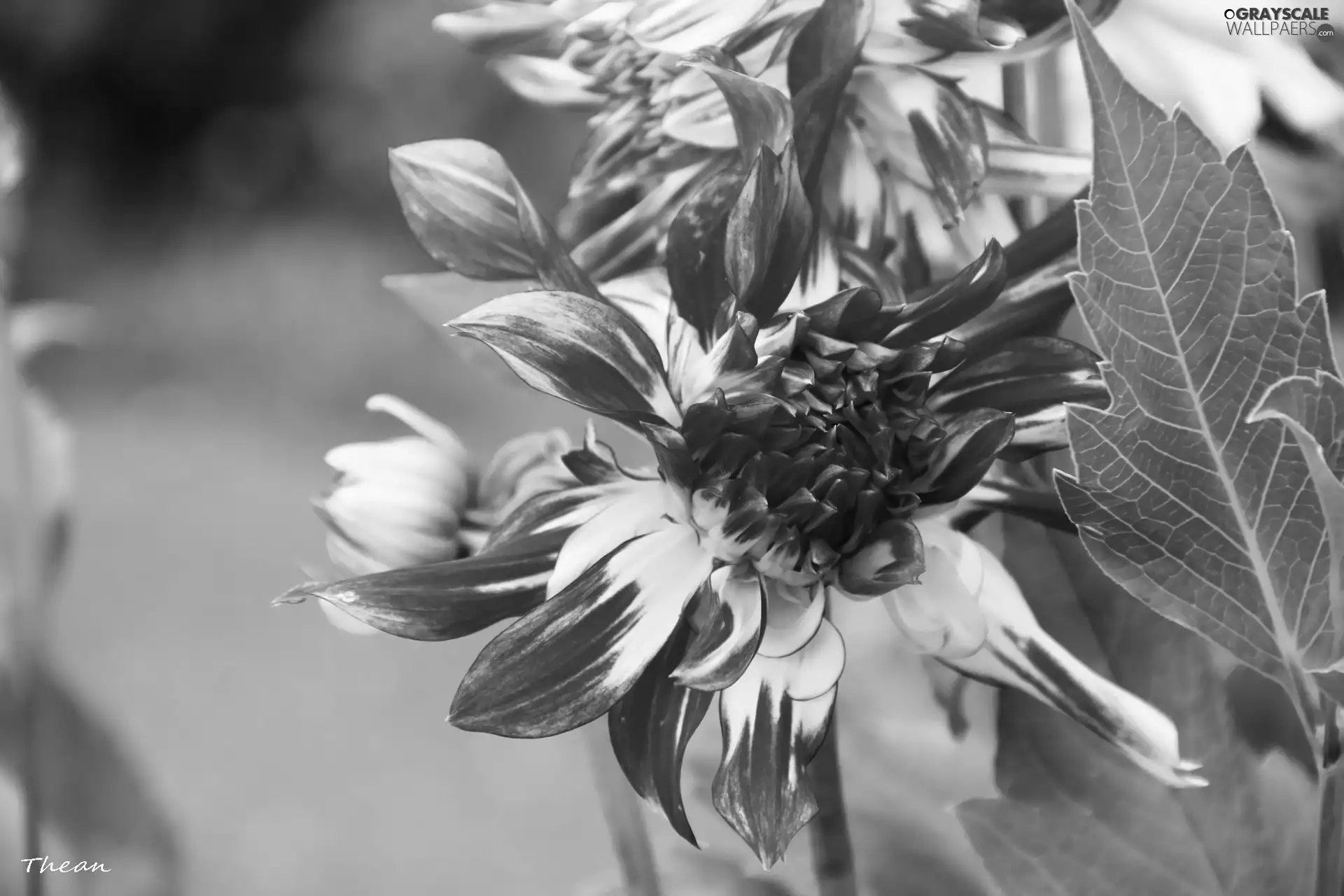 dahlias