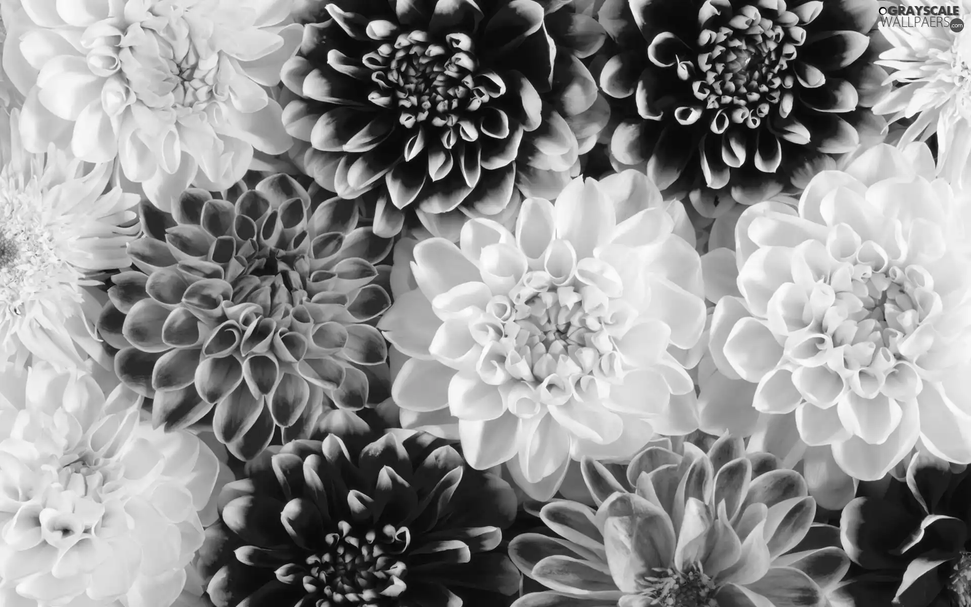 dahlias, Flowers, color