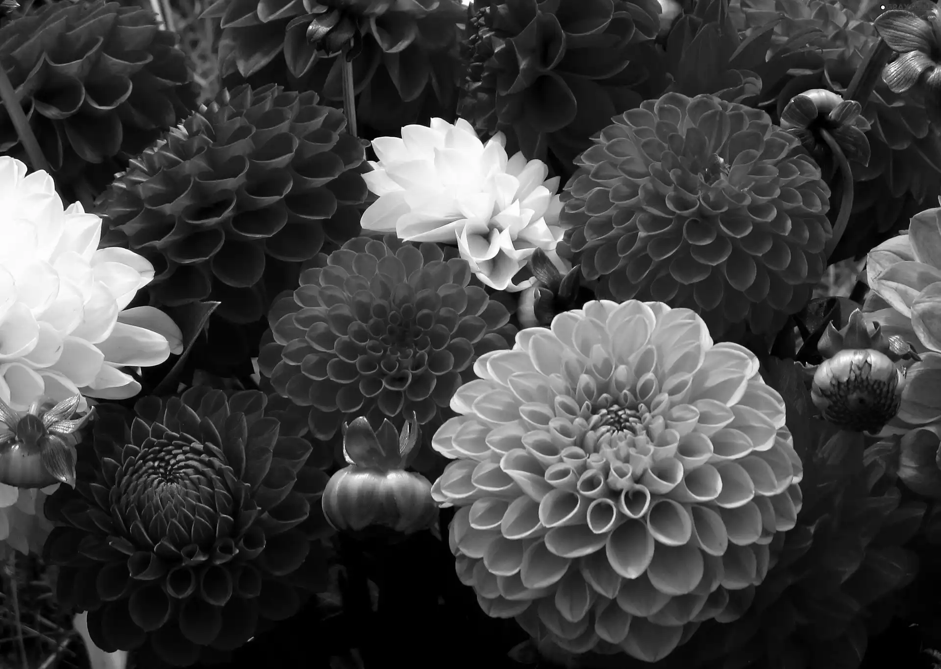 color, dahlias