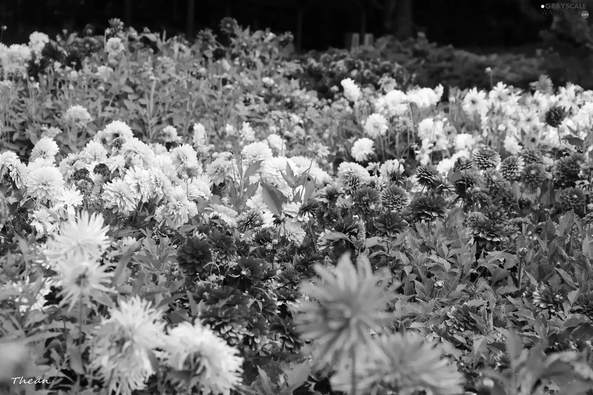 dahlias, color, Flowers