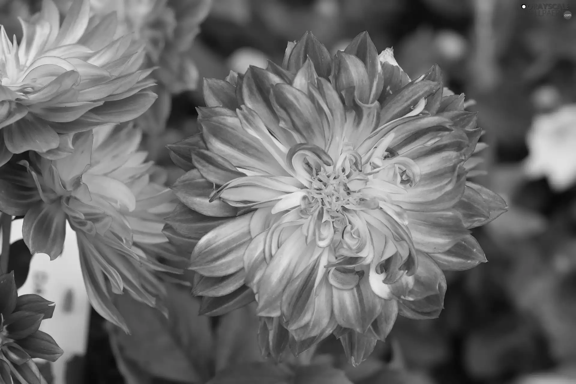 dahlias, Pink, Flowers