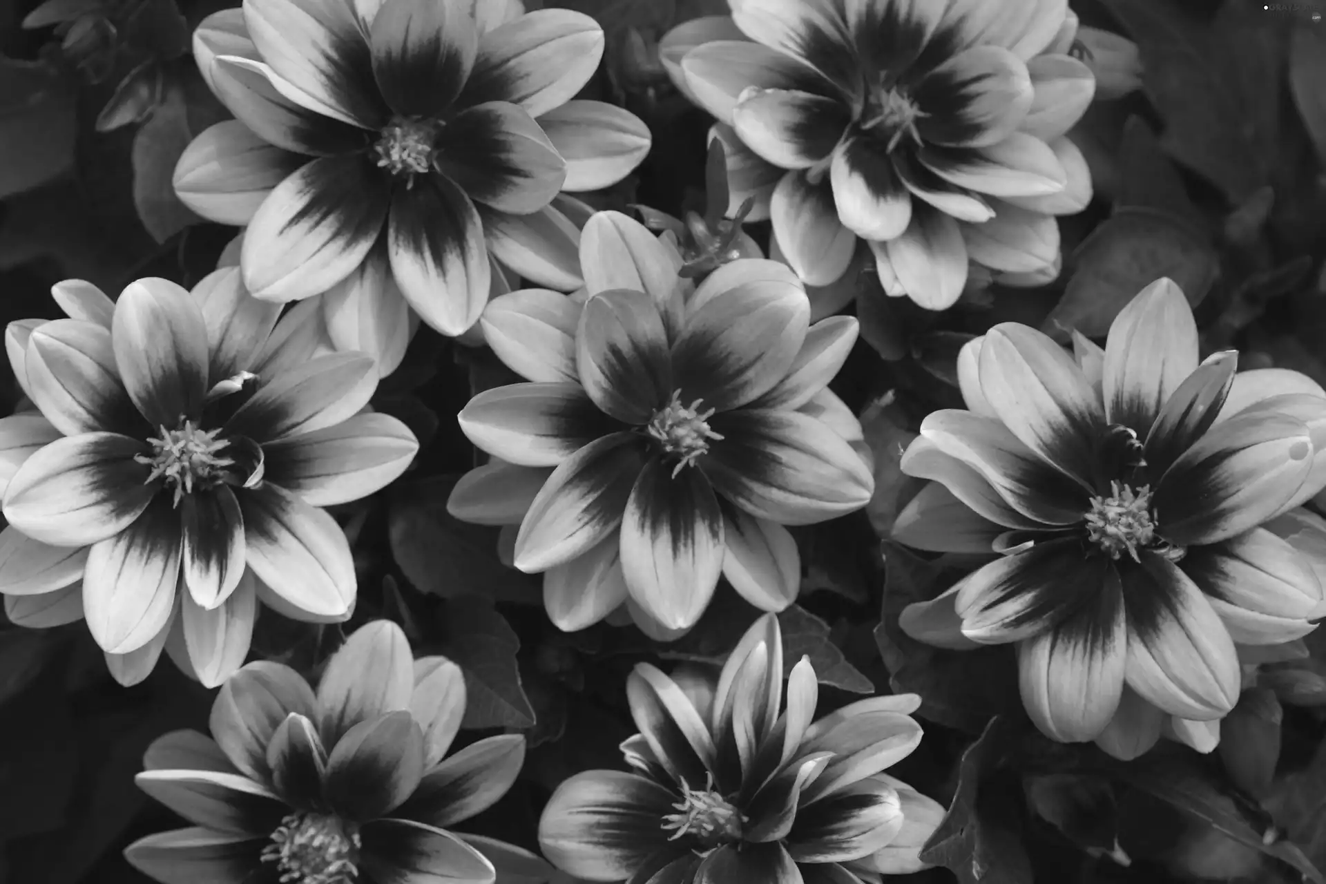Pink, dahlias