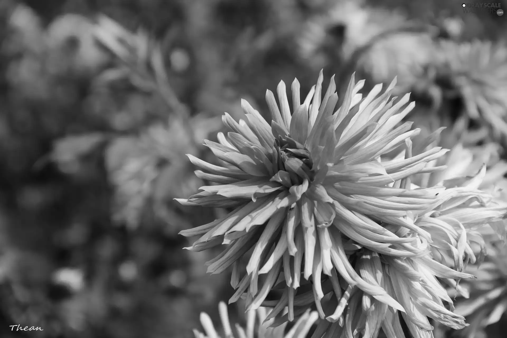 Pink, dahlias