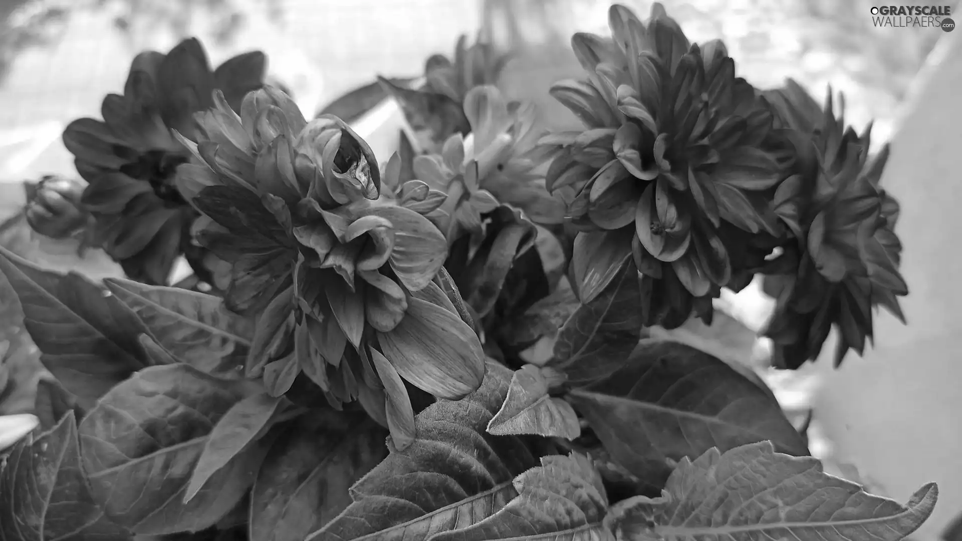 dahlias, Flowers, Purple