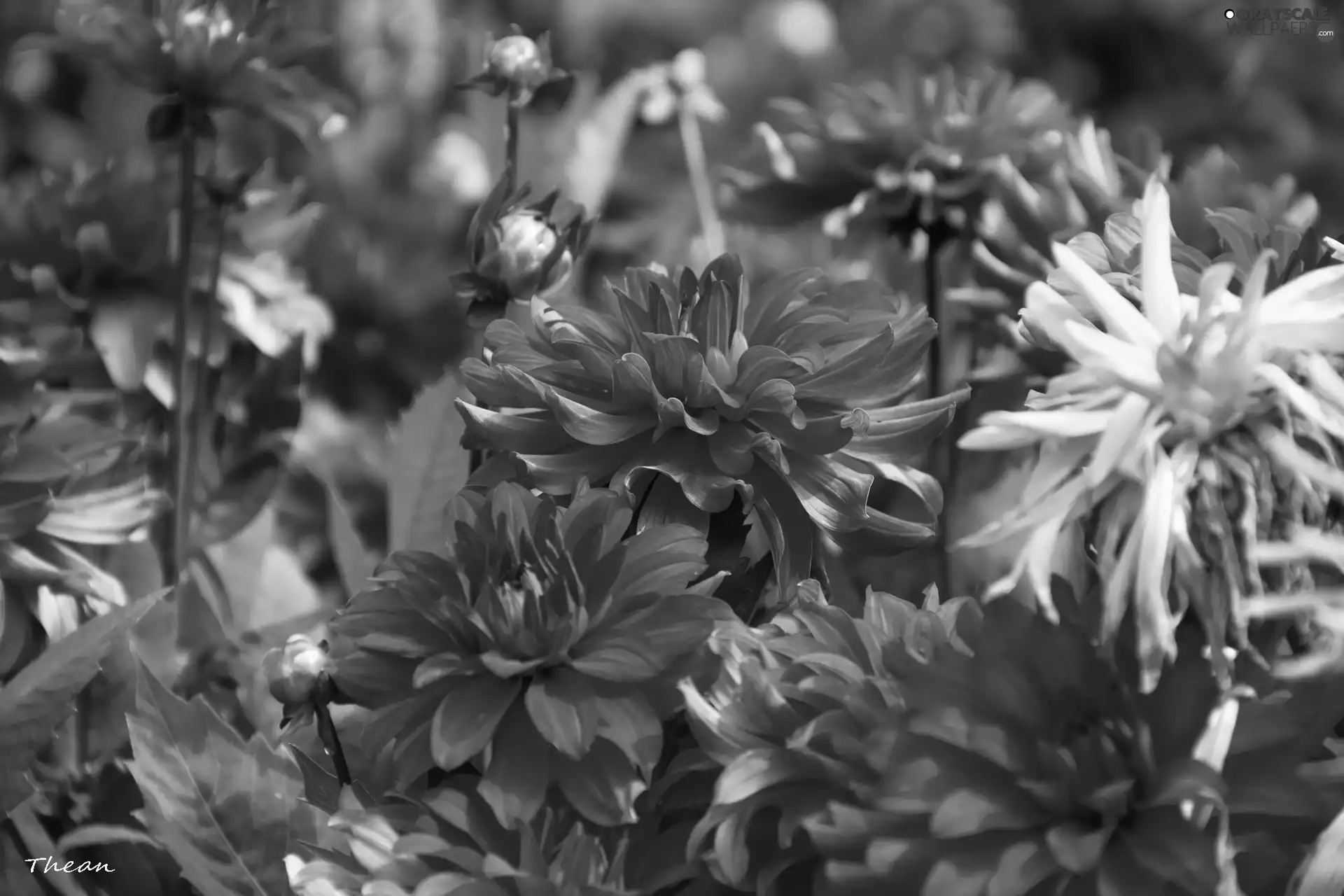 Red, dahlias