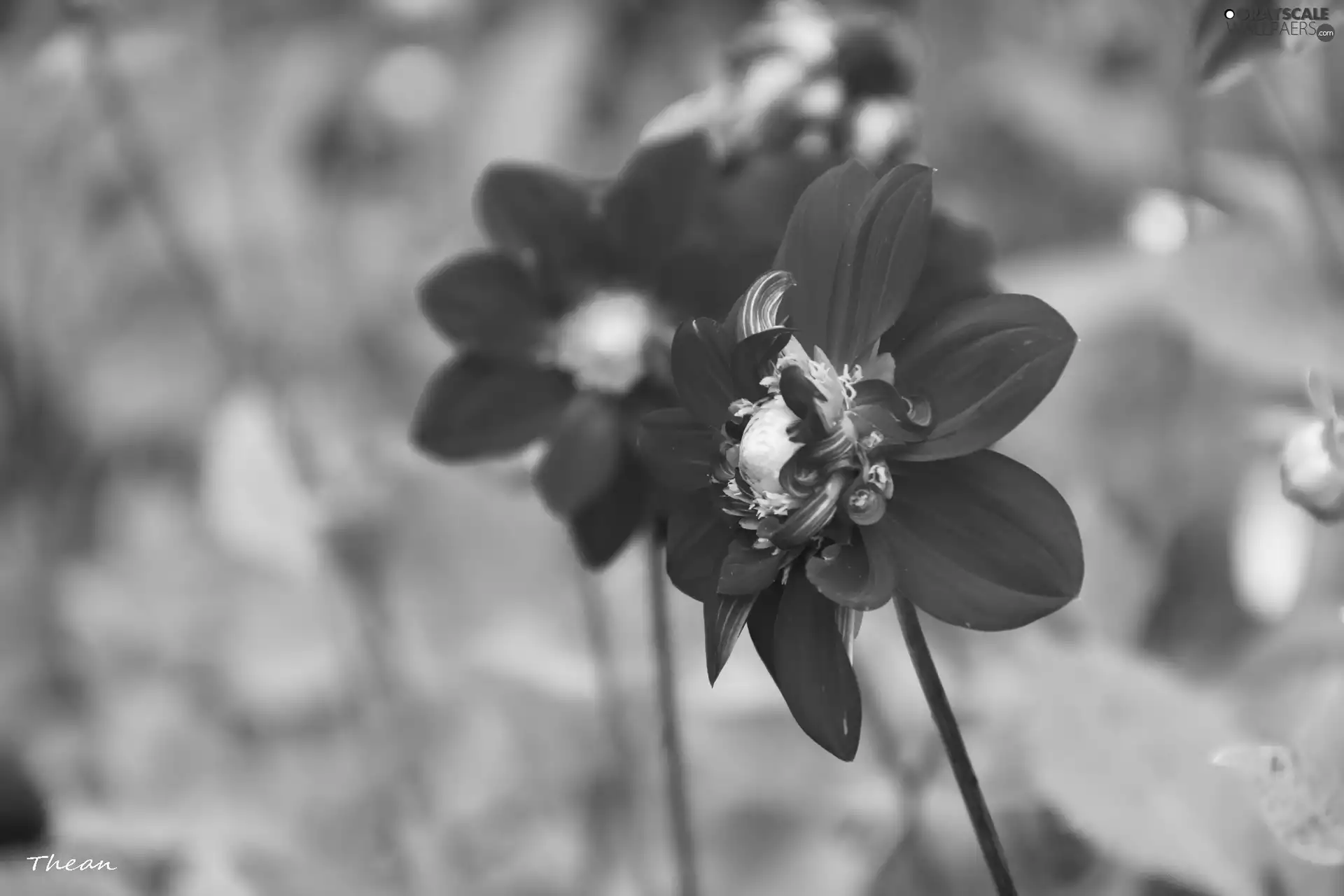 Red, dahlias