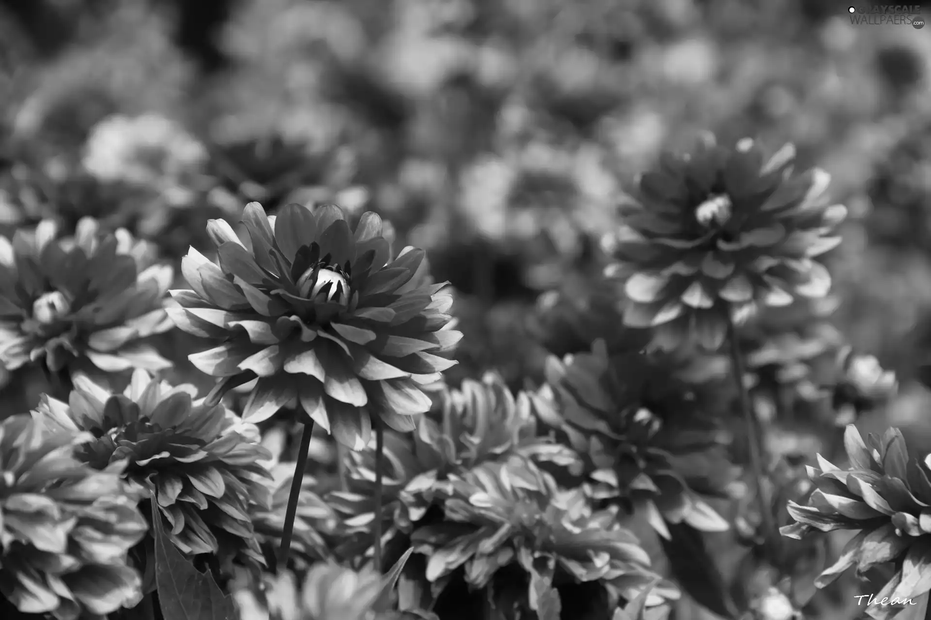 Red, dahlias