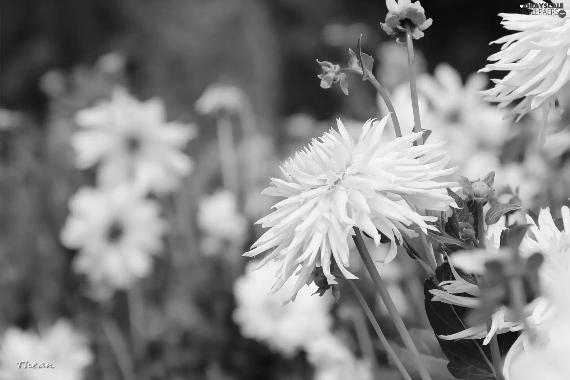 Yellow, dahlias