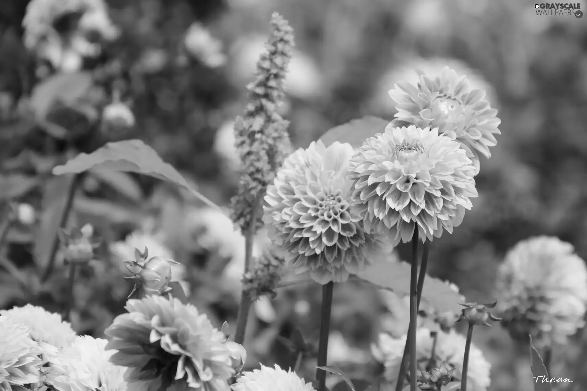 dahlias