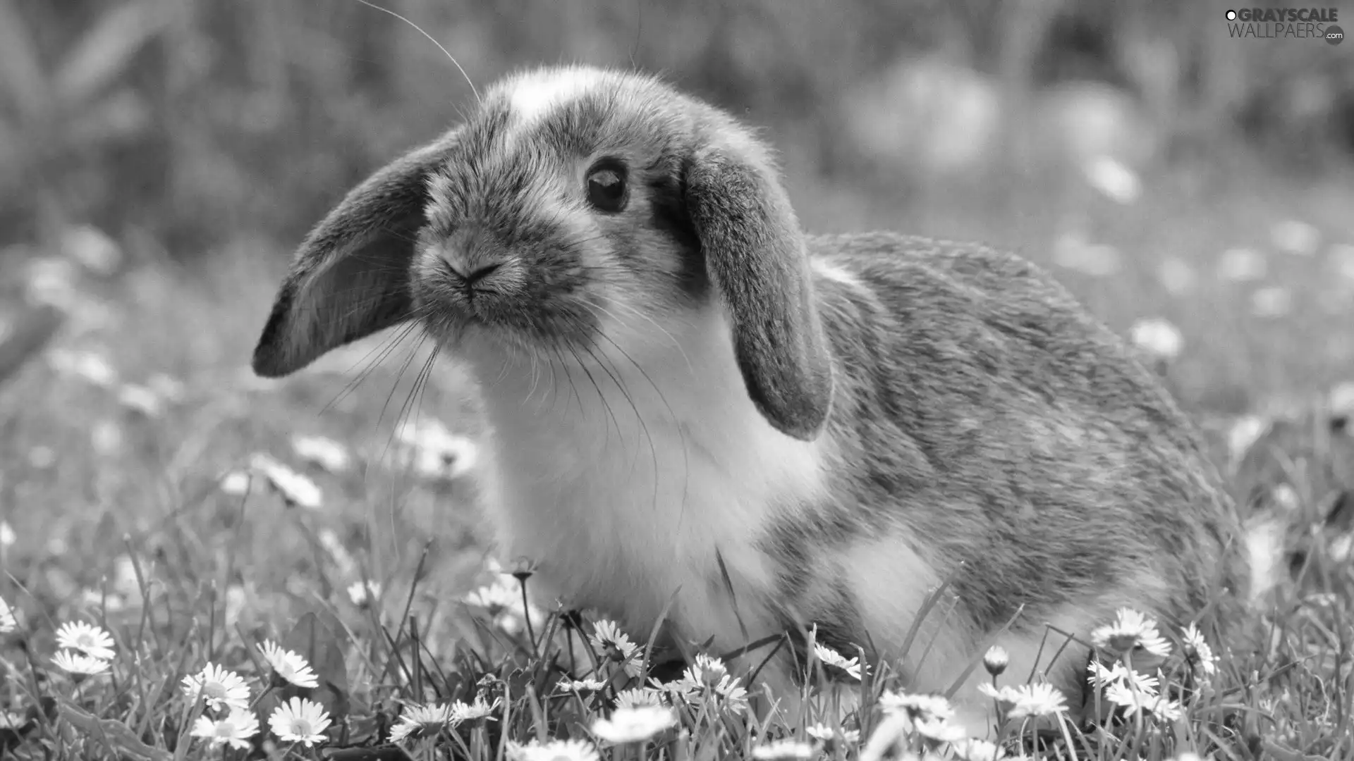 Bunny, daisies