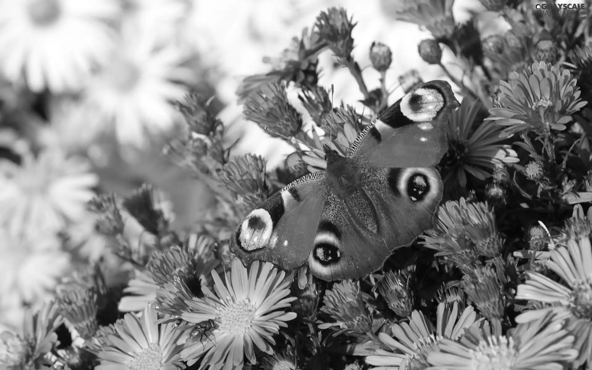 Pink, undine, White, io, butterfly, Astra, daisies