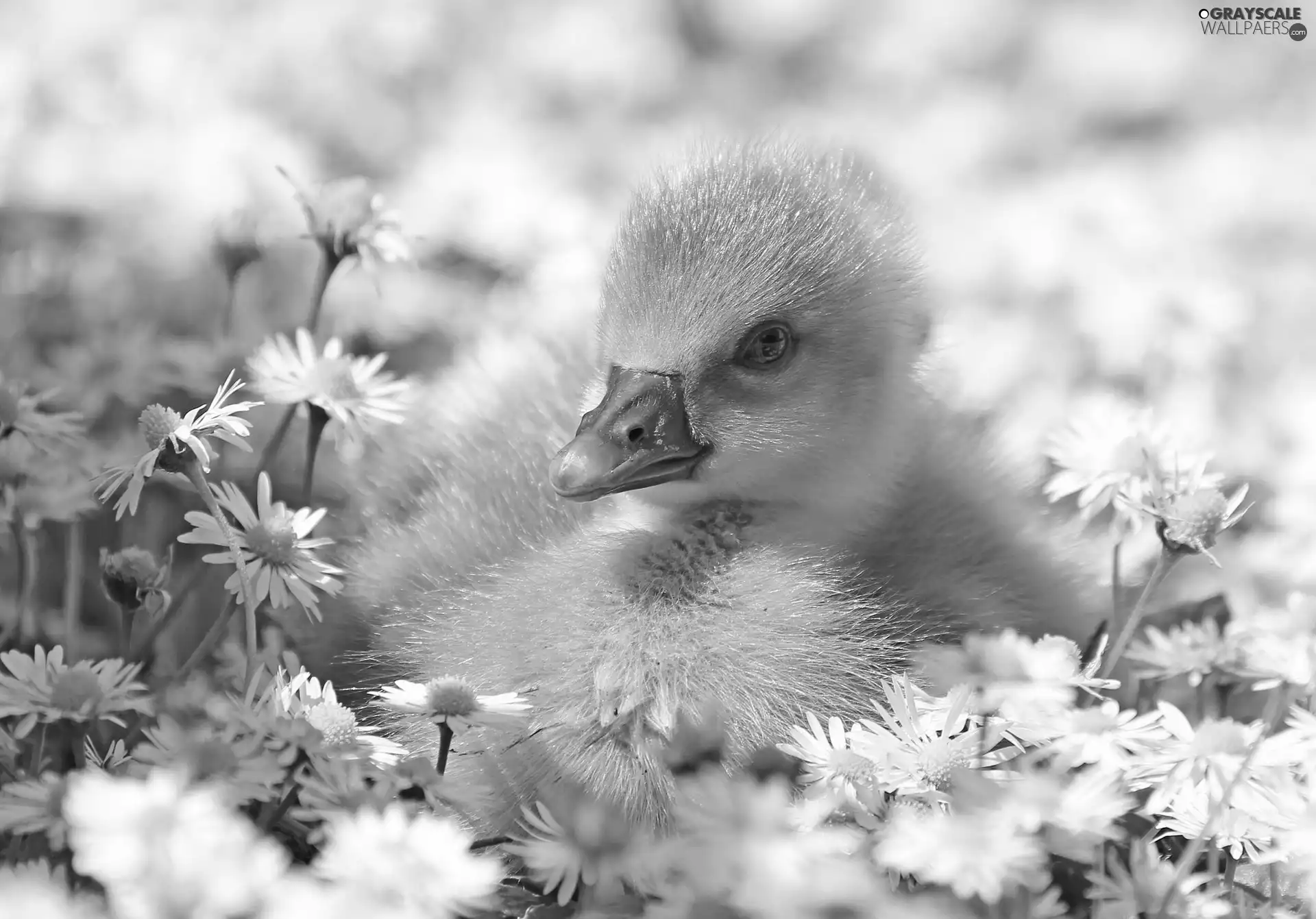 daisies, goose