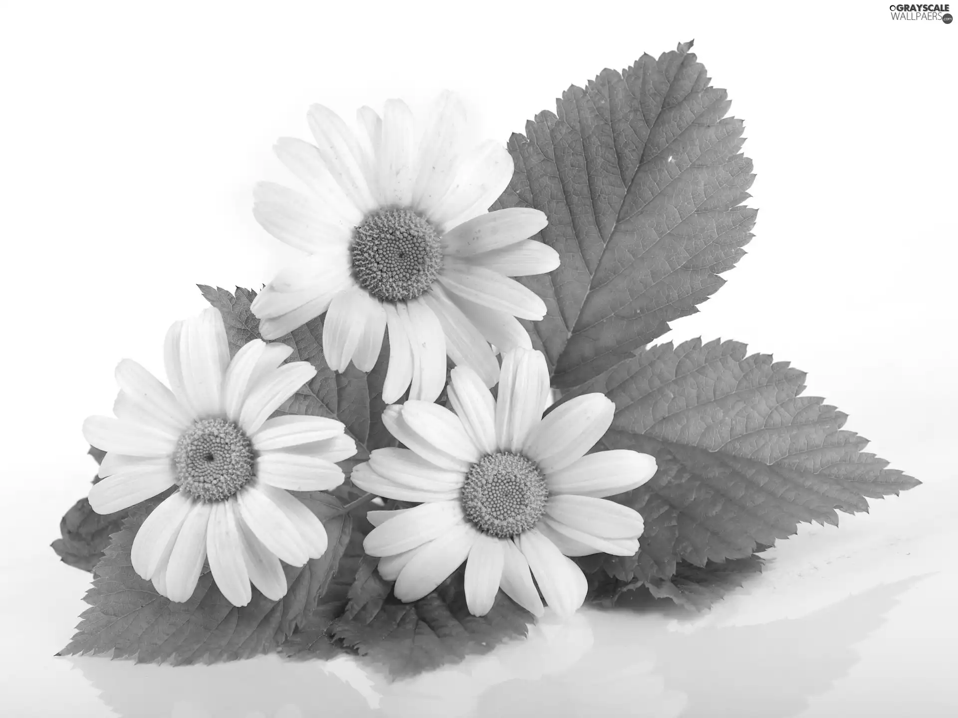 daisy, Plants, Flowers