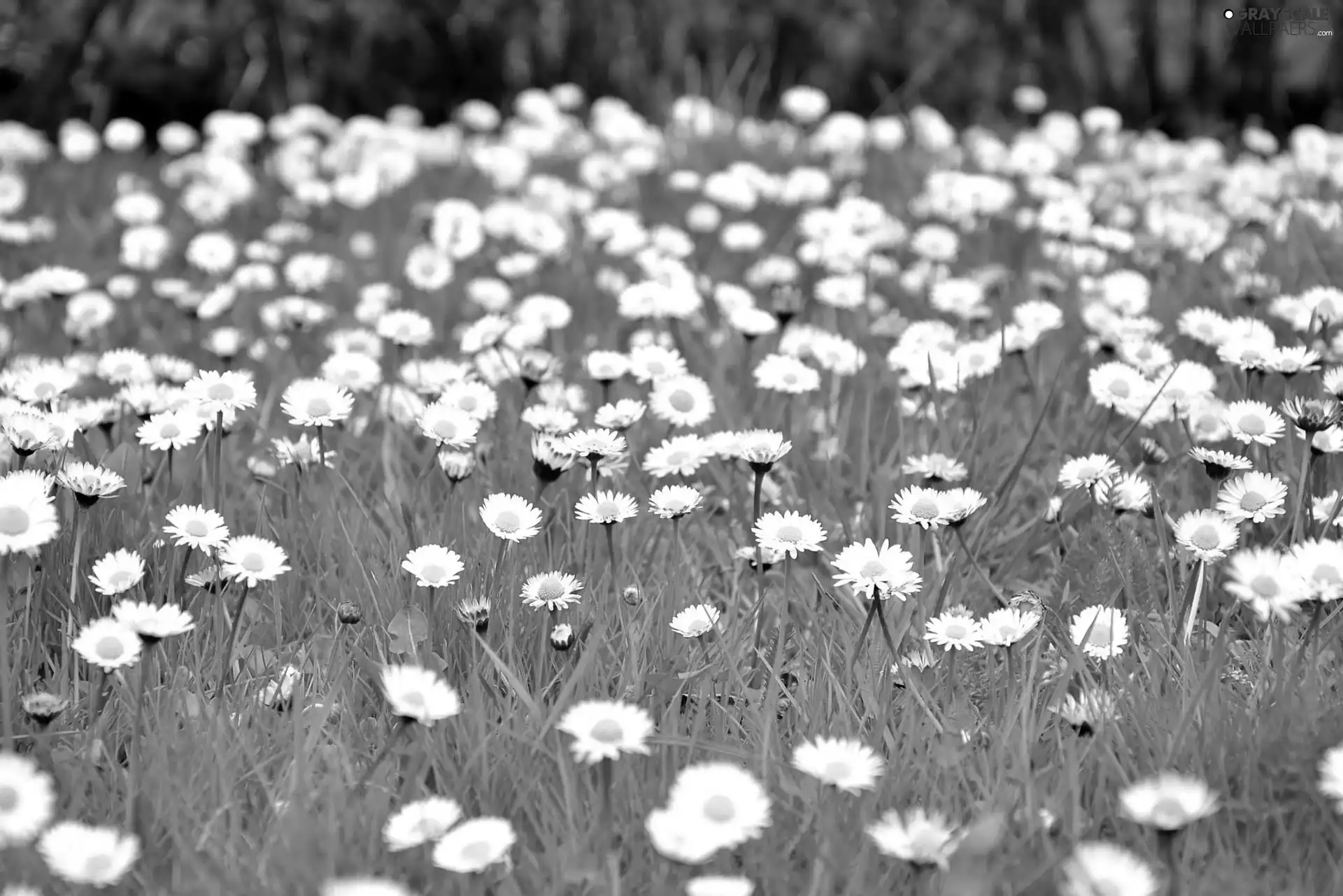 many, Daisies