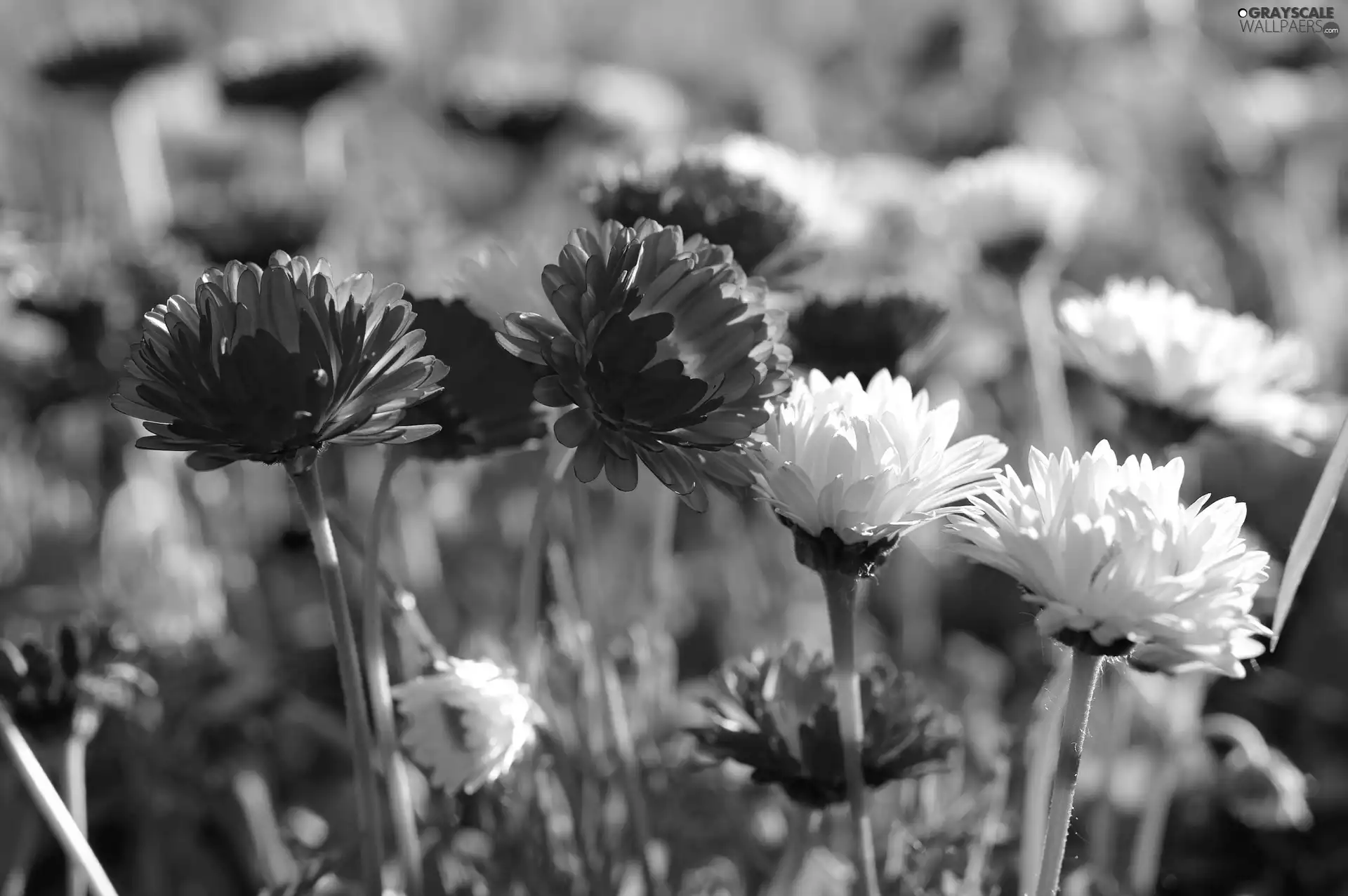 Pink, White, daisies, I