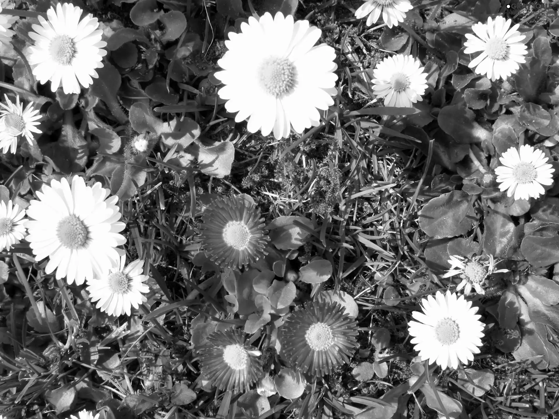 daisies, White, Pink