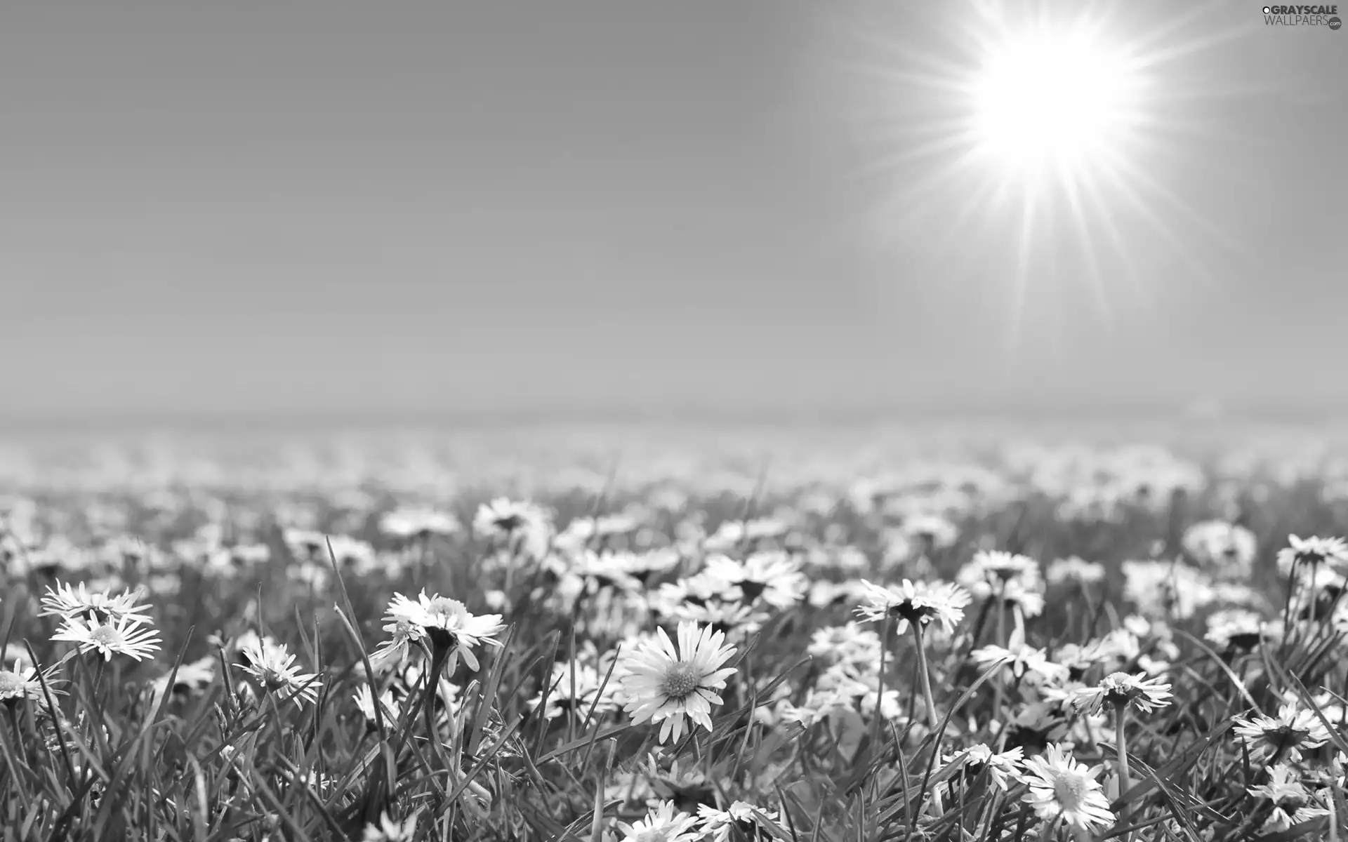 daisies, rays, sun
