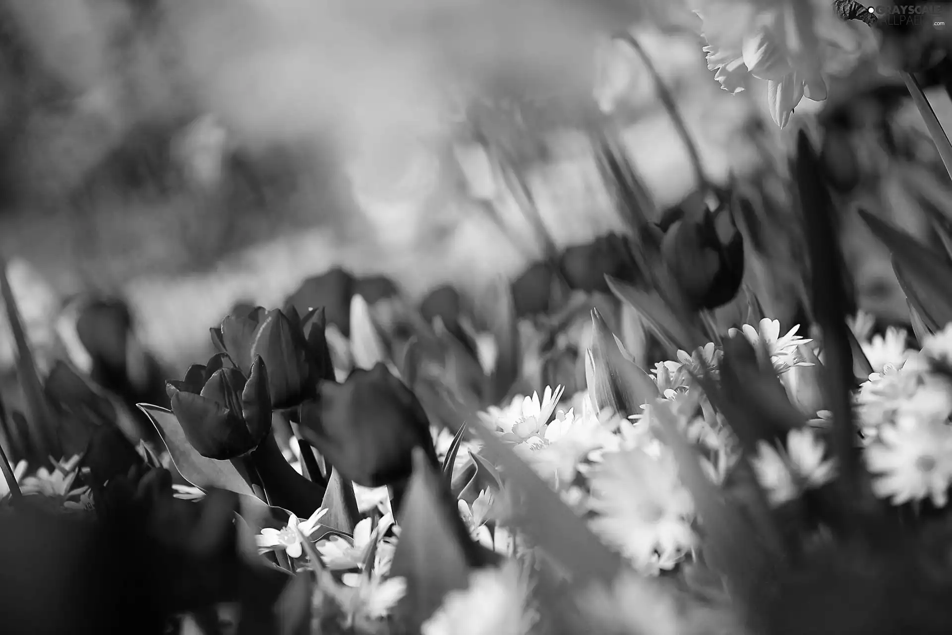 Tulips, daisies