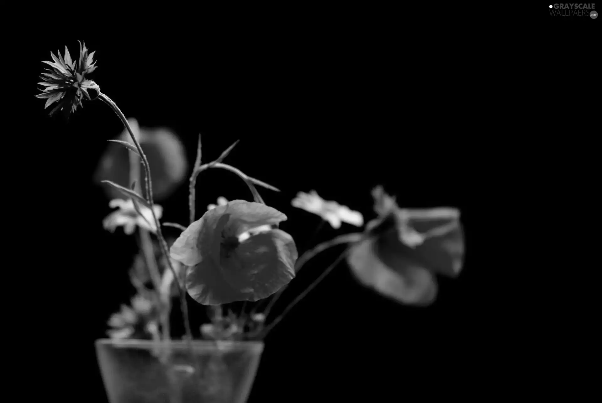 Vase, papavers, daisies, cornflowers