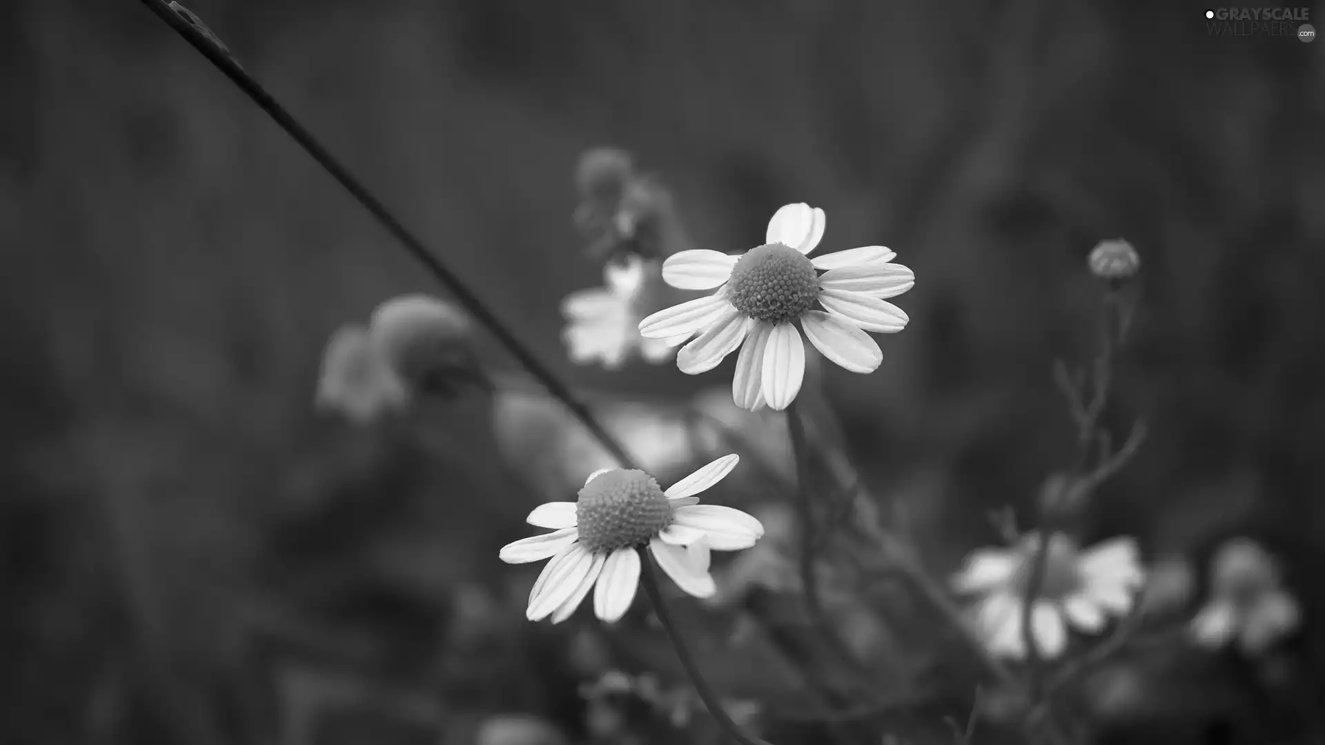White, chamomile