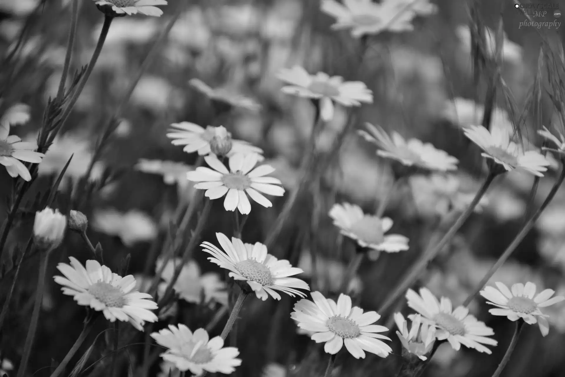 White, daisy