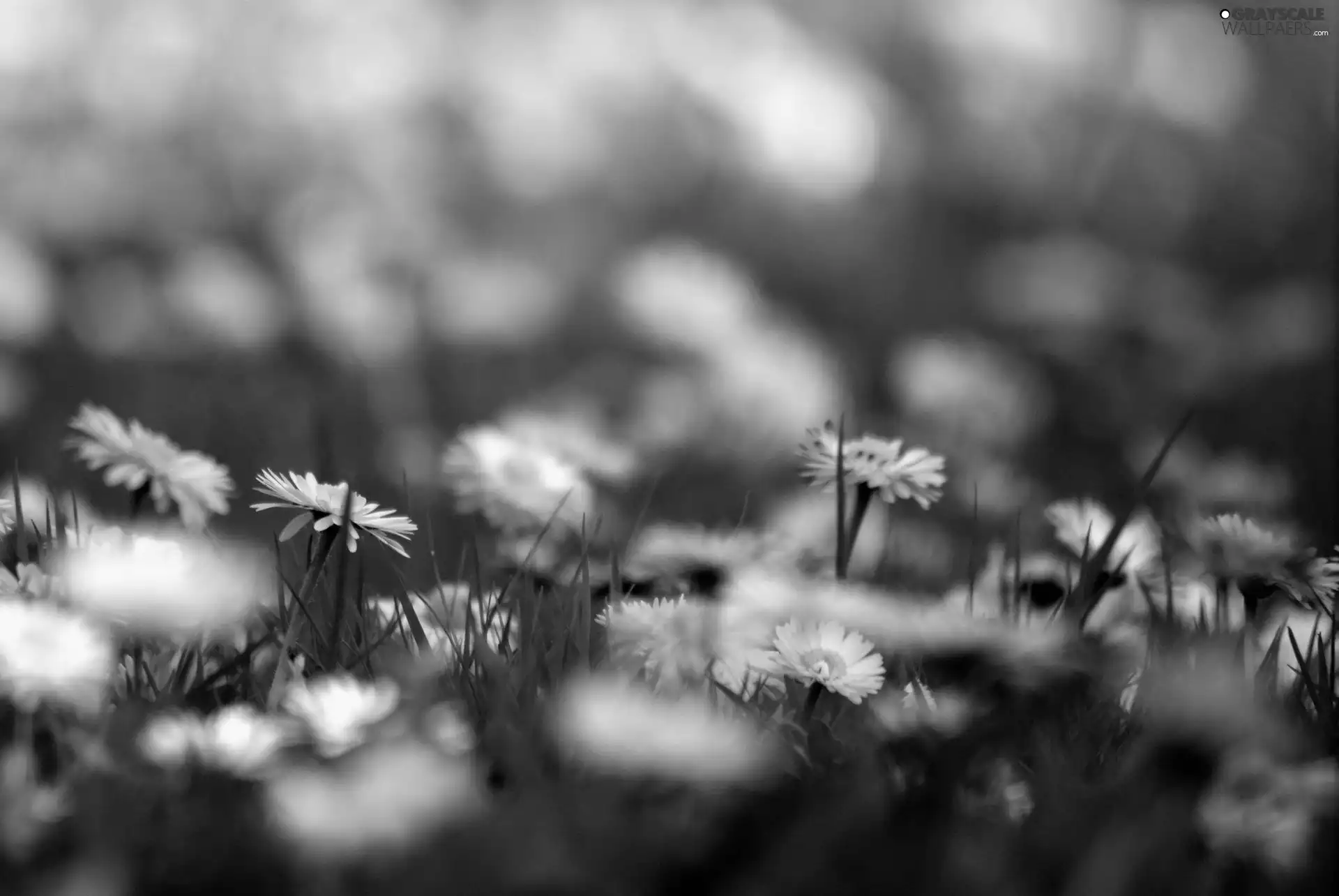 White, daisies