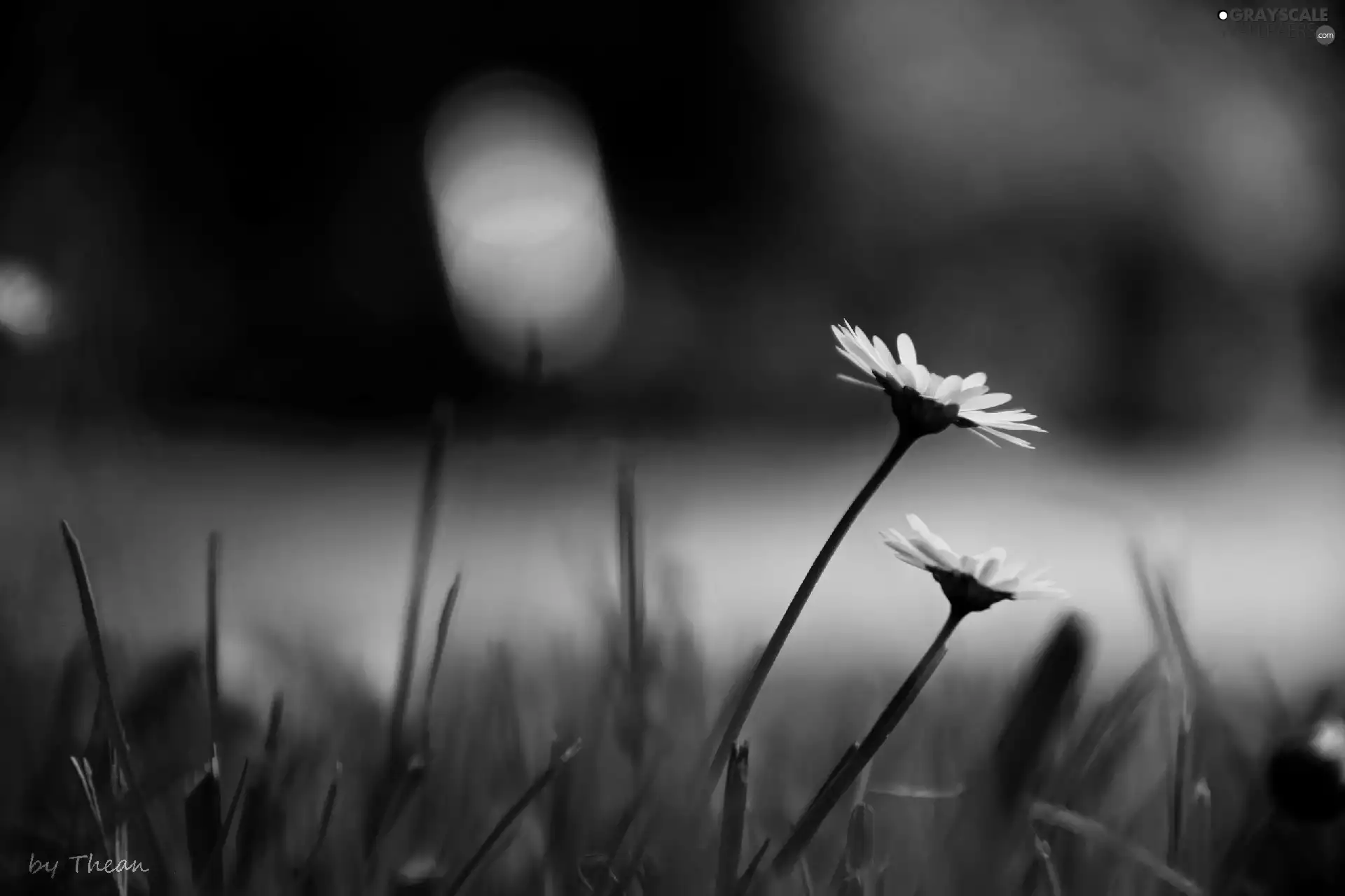 daisies