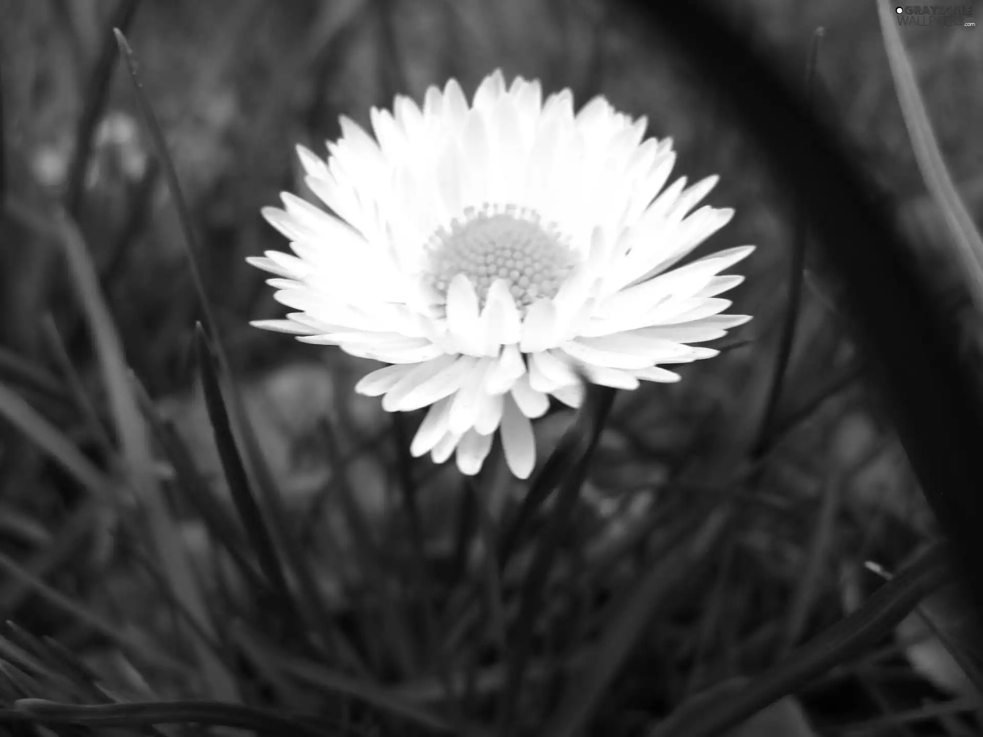 daisy