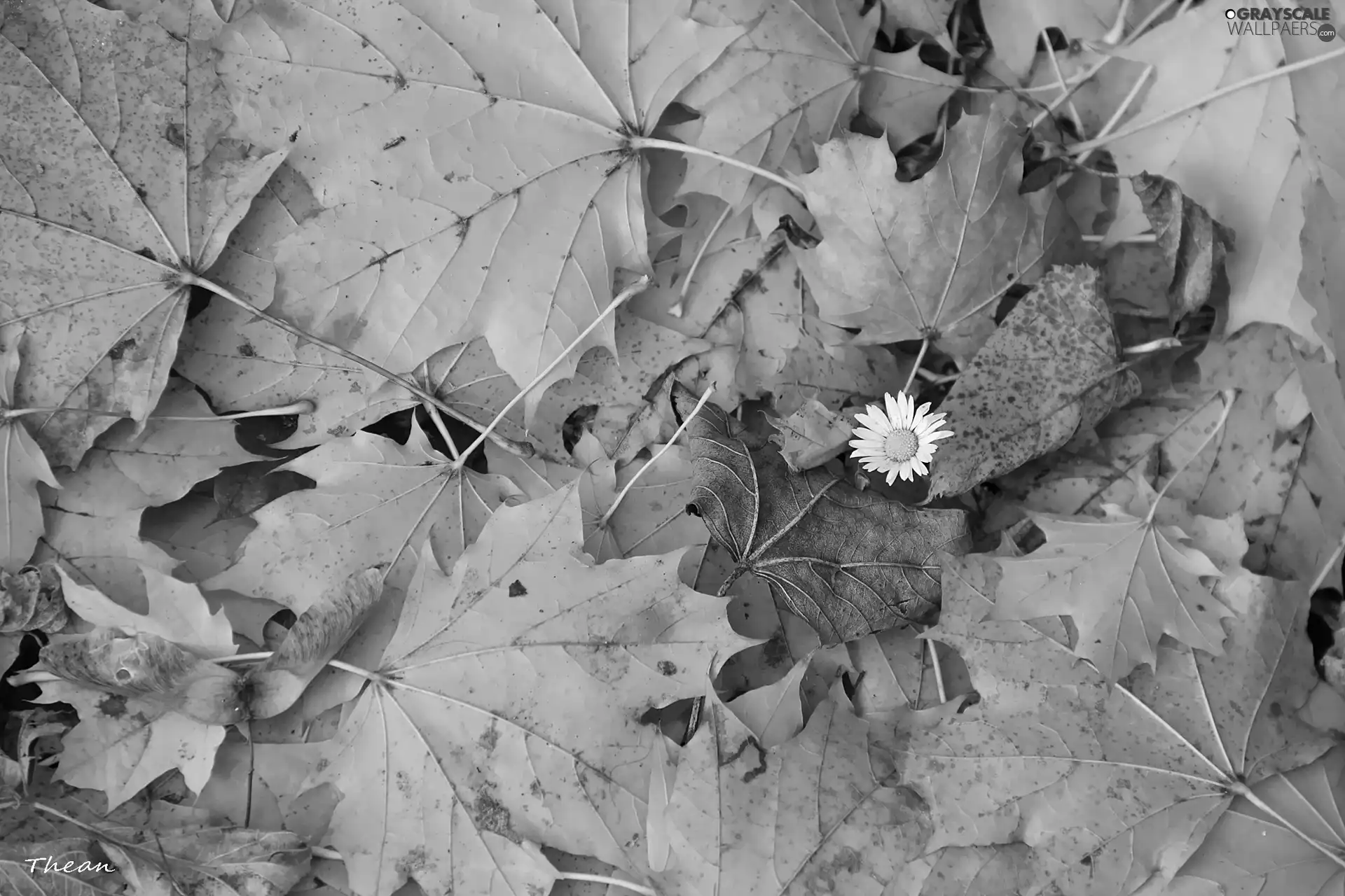Autumn, Leaf, daisy, dry
