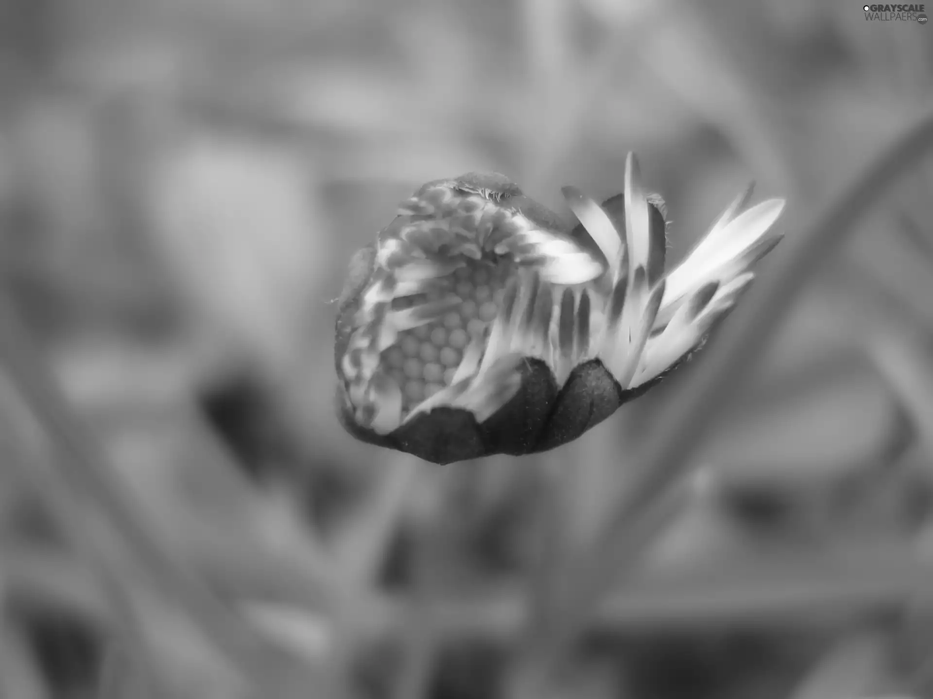 Blooming, daisy