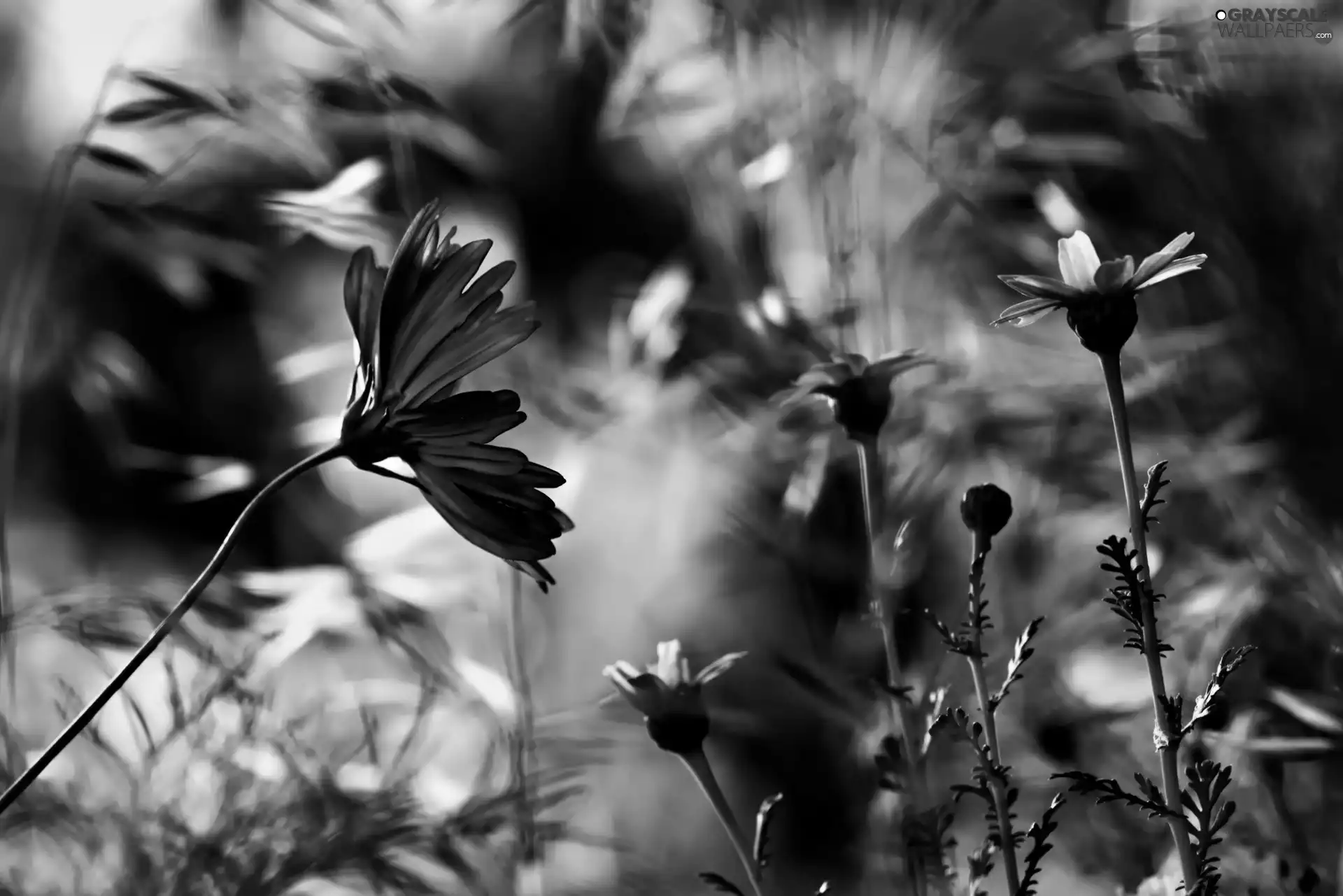 Close, Chaber, daisy, Flowers
