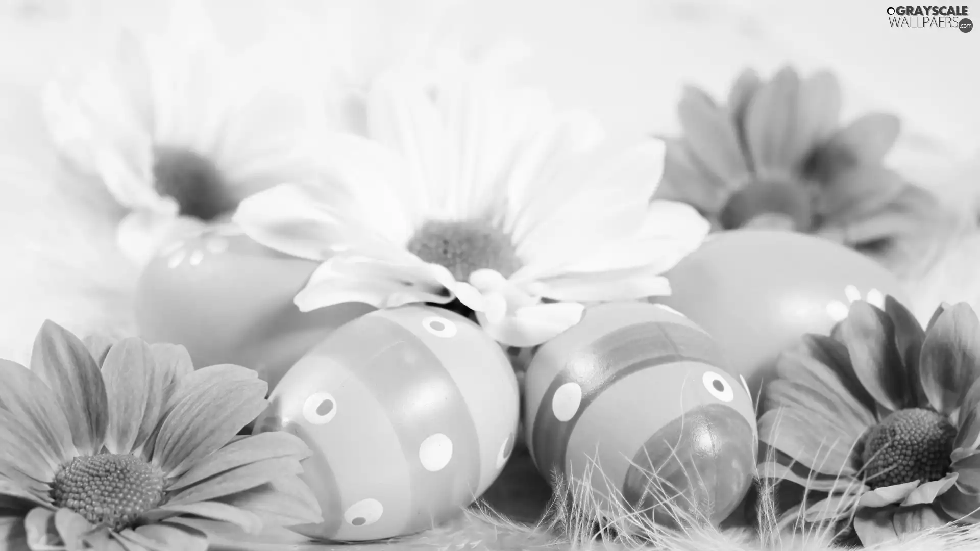 daisy, easter, eggs