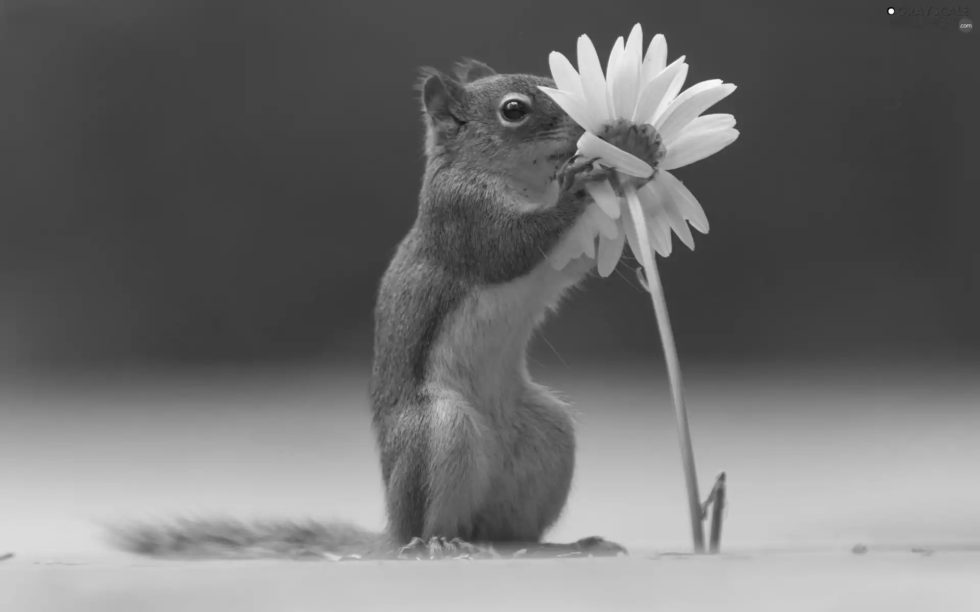 Daisy, Chipmunk, Flower