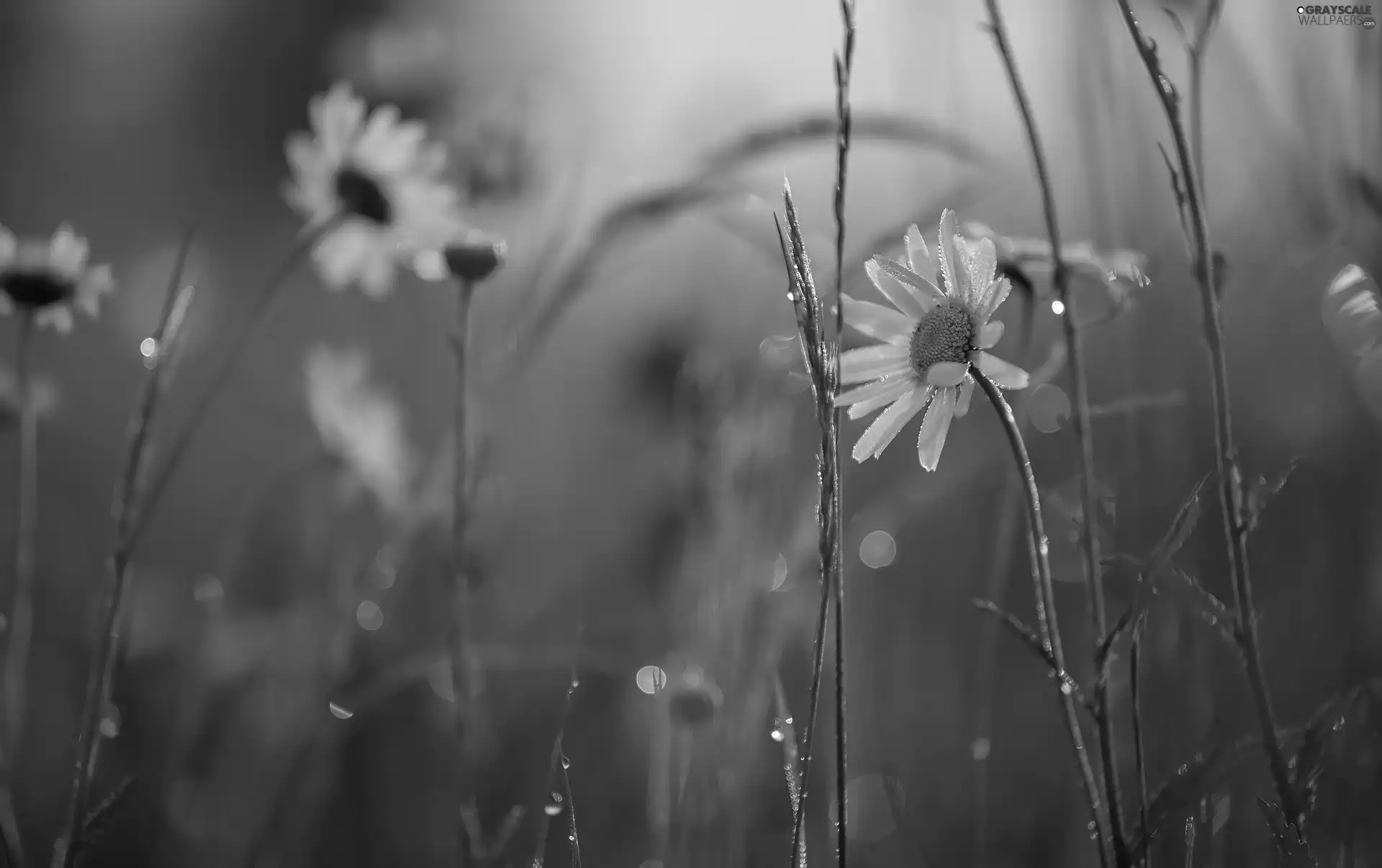Flowers, dew, grass, daisy