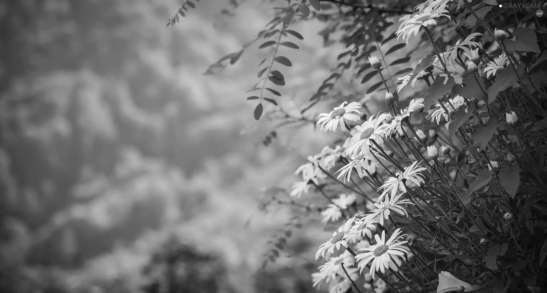 Flowers, chrysanthemums, rapprochement, daisy