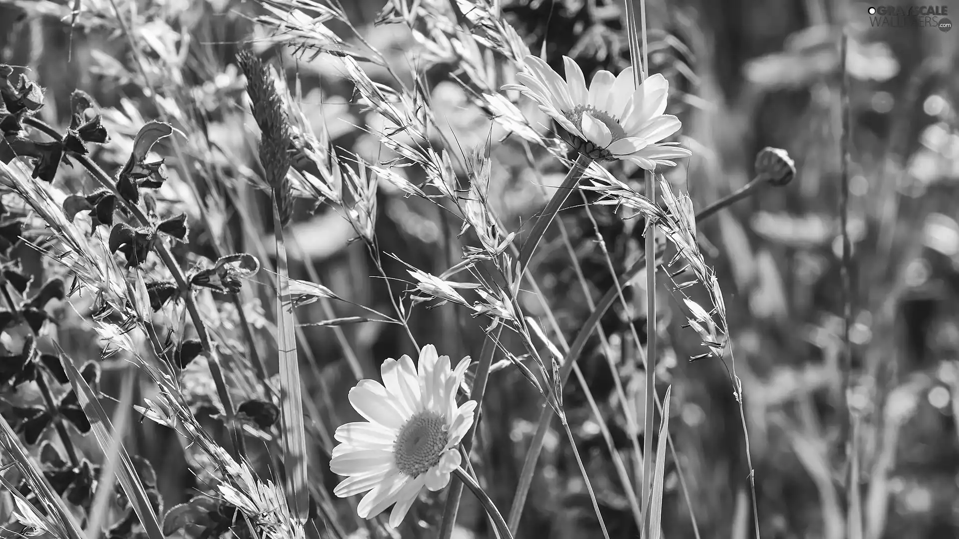Flowers, grass, rapprochement, daisy